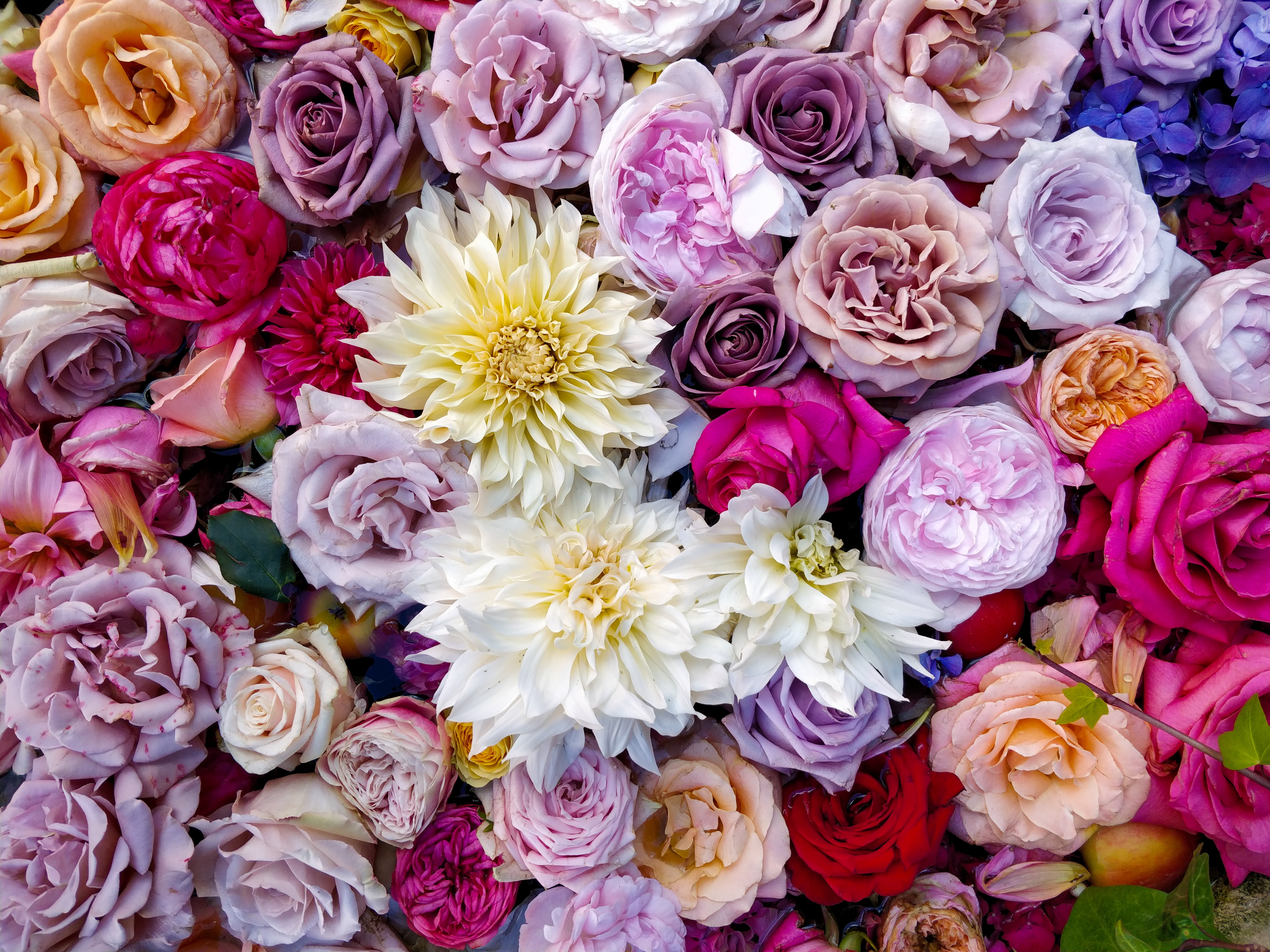 flowers, roses, multicolored, motley, bouquet, dahlias, composition 1080p