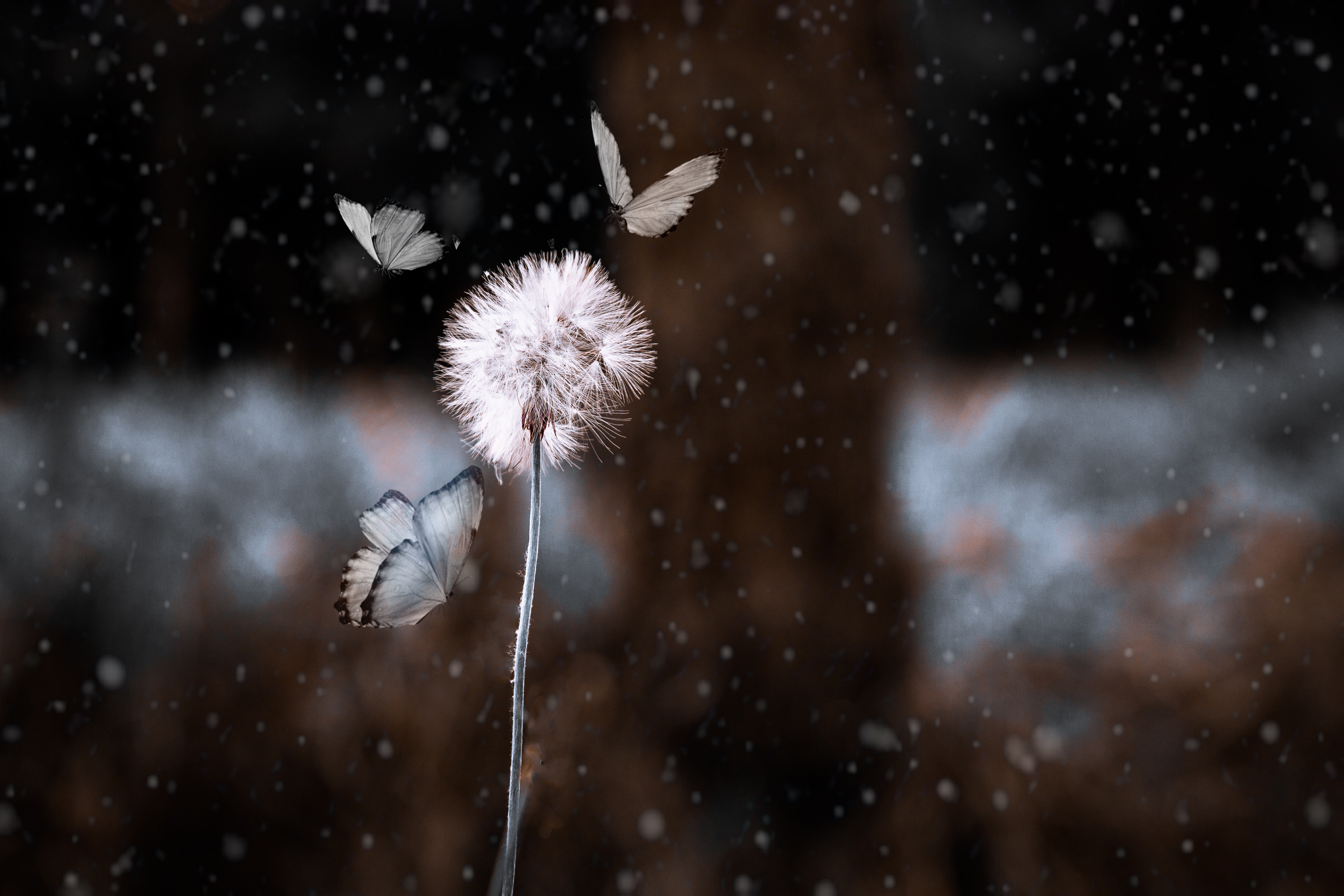 Download mobile wallpaper Macro, Insect, Butterfly, Animal, Dandelion for free.