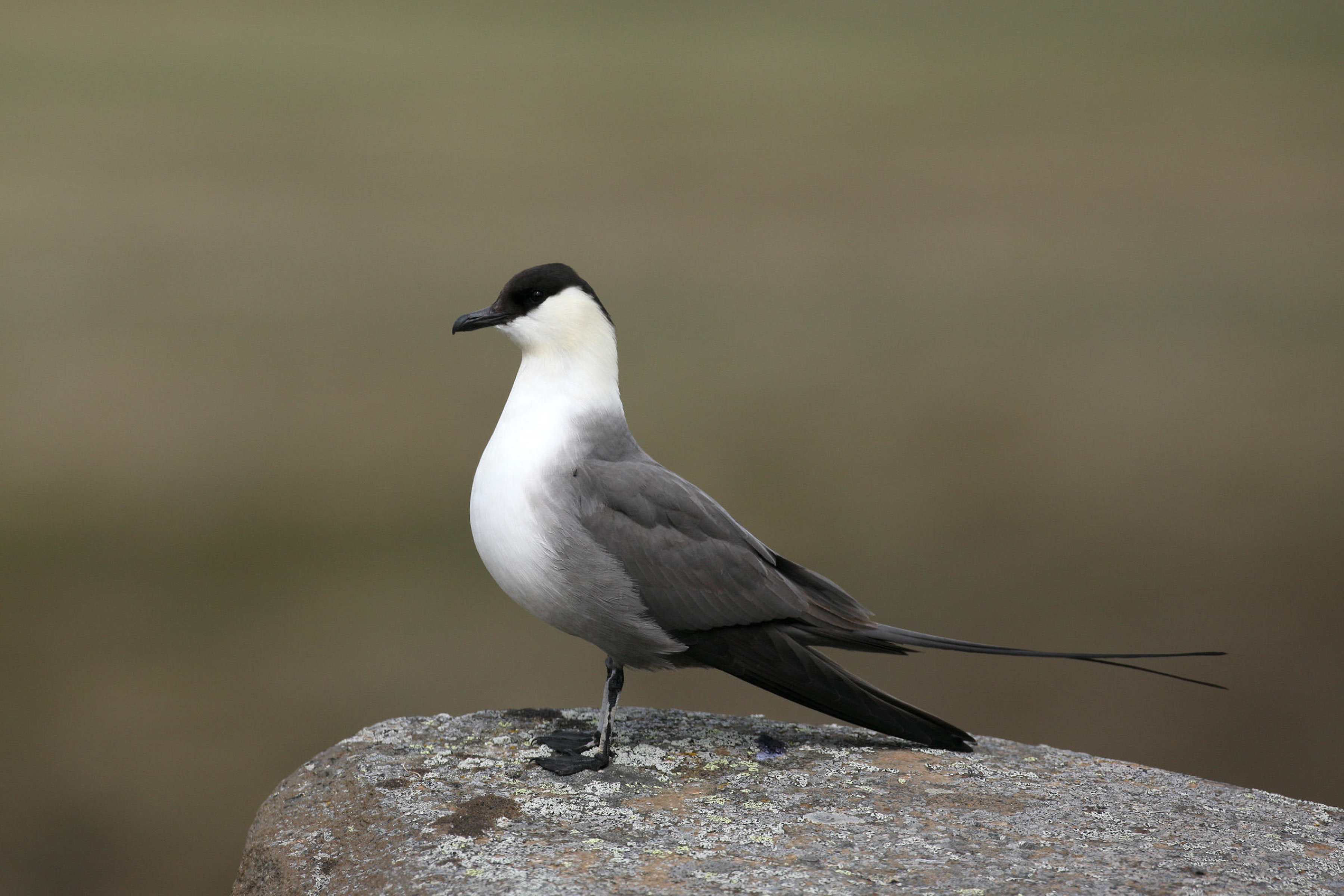 Baixe gratuitamente a imagem Pássaro, Aves, Animais na área de trabalho do seu PC