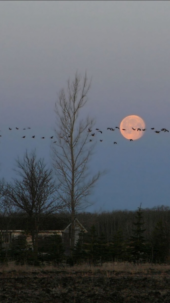 Descarga gratuita de fondo de pantalla para móvil de Luna, Tierra/naturaleza.