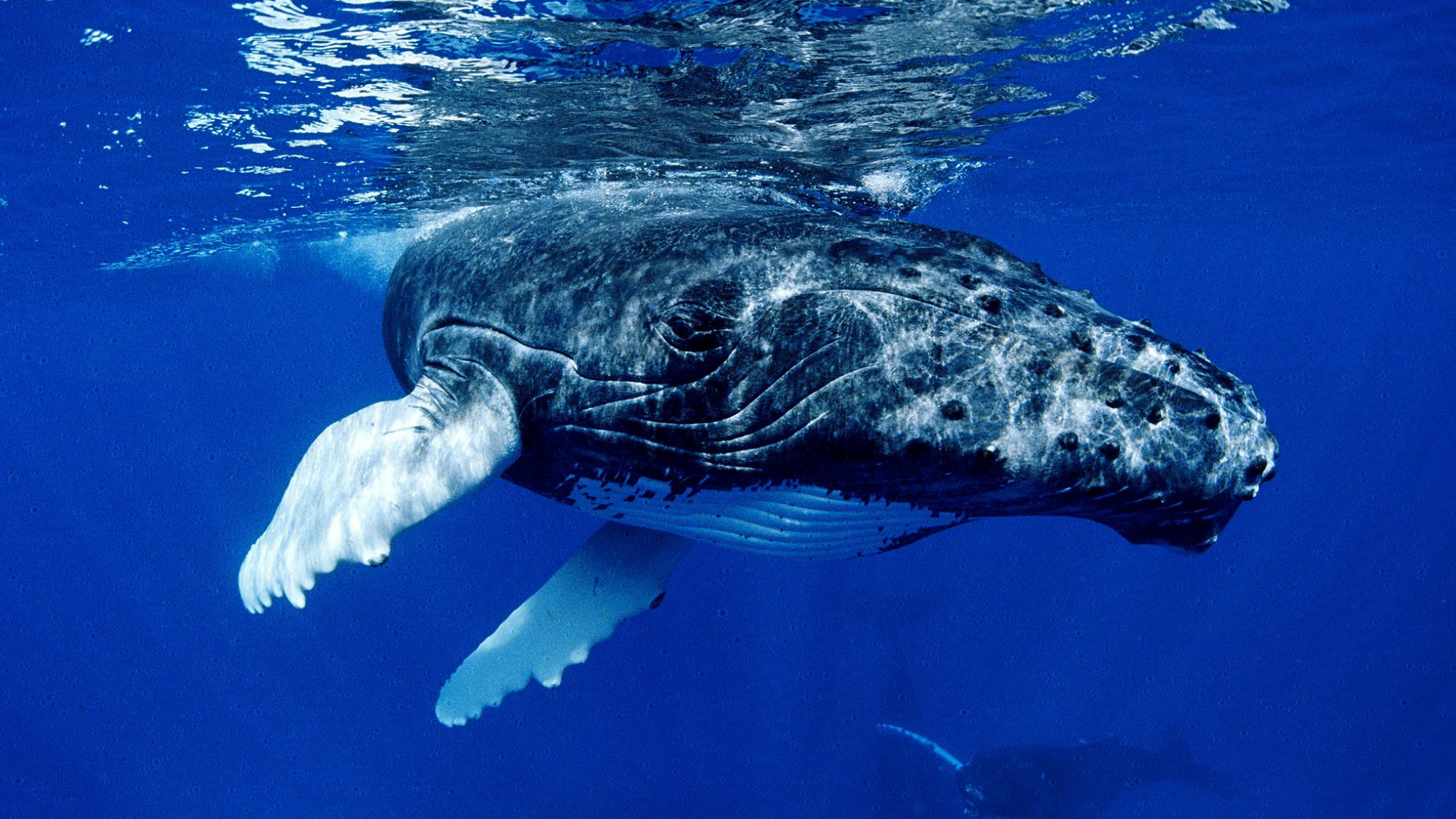 538828 baixar imagens baleia, animais - papéis de parede e protetores de tela gratuitamente