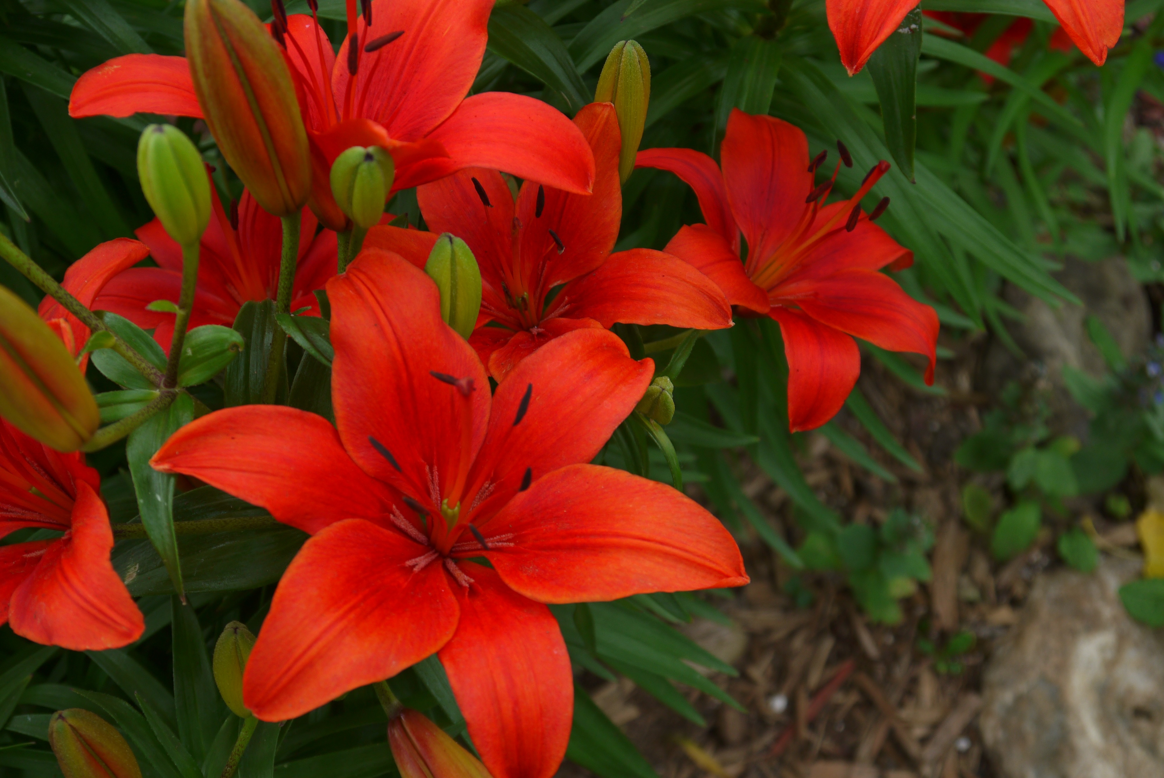 Téléchargez gratuitement l'image Fleurs, Fleur, Lys, Fleur Rouge, Terre/nature sur le bureau de votre PC