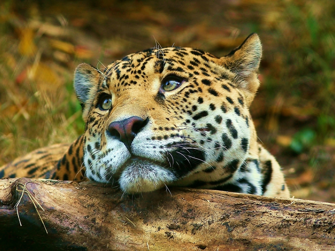 animals, leopards, yellow QHD