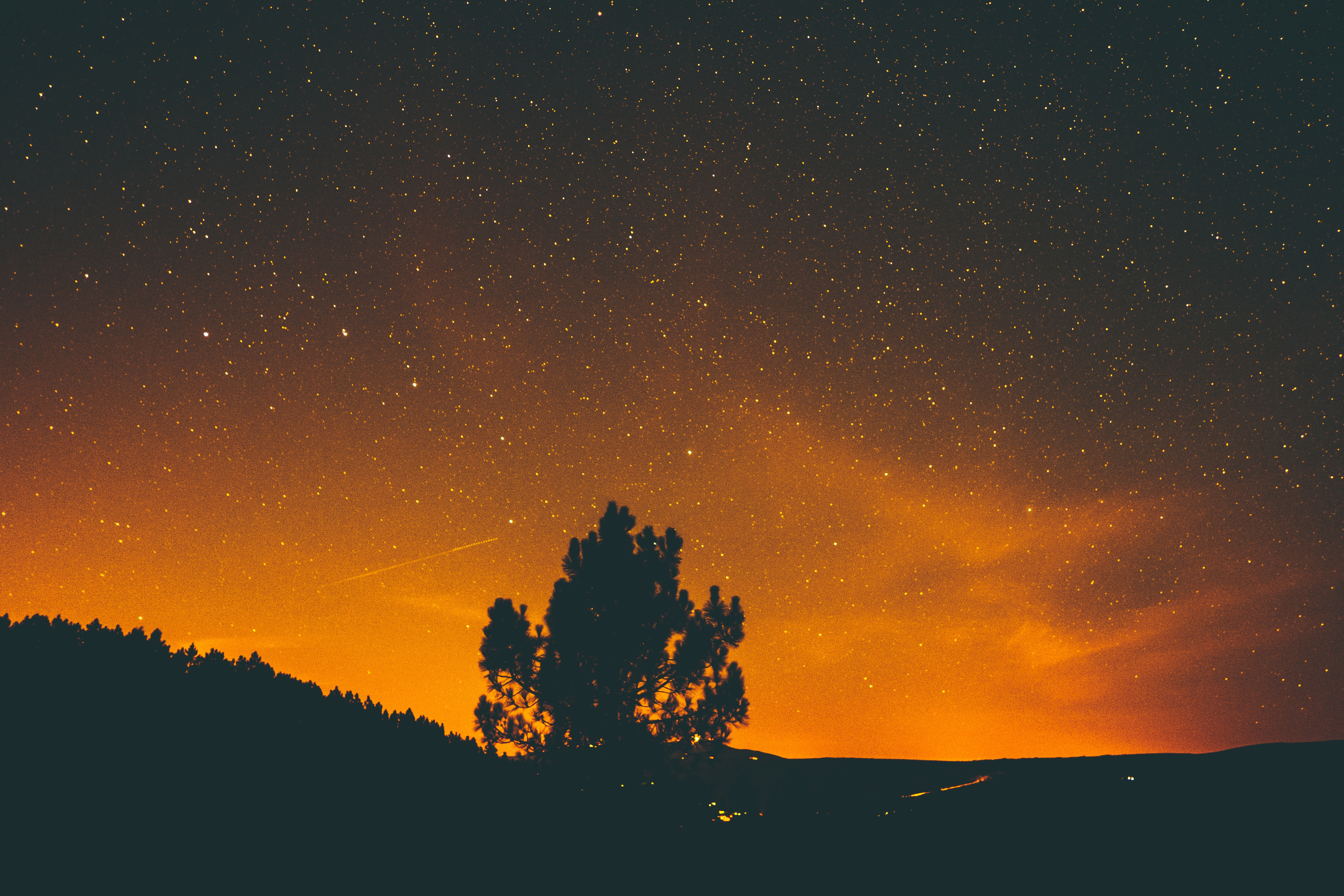 dark, sky, stars, night, wood, tree Image for desktop