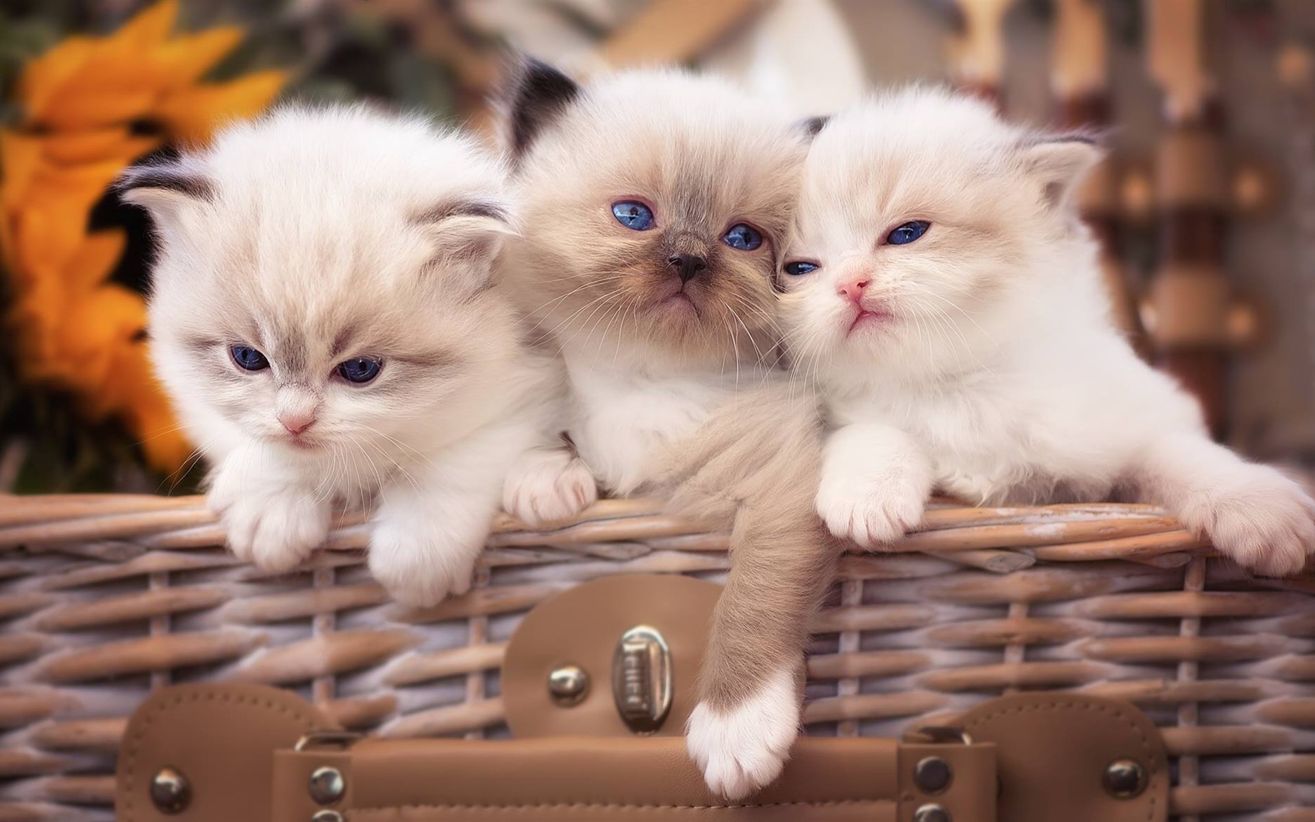 cats, basket, animal, cat, baby animal, fluffy, kitten