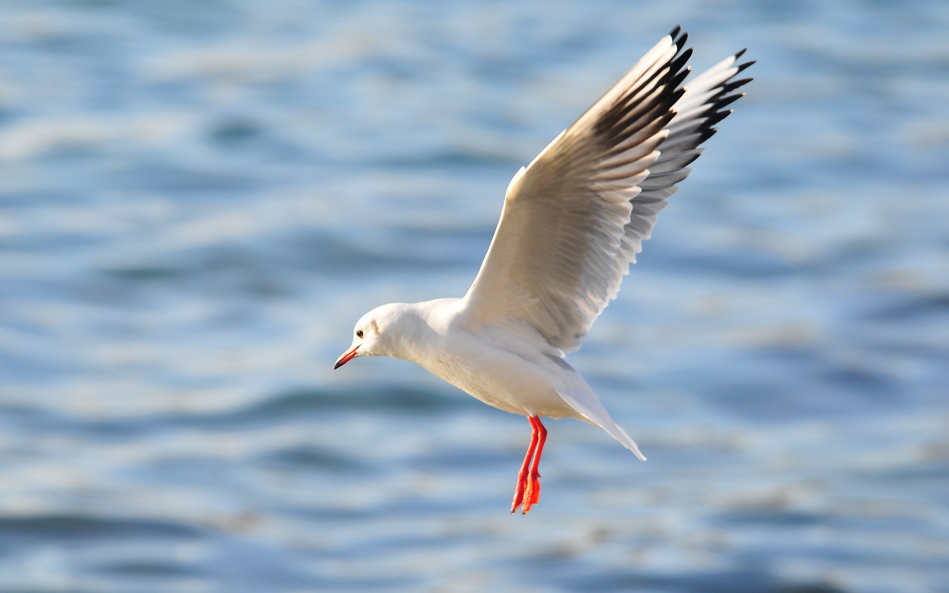 Free download wallpaper Birds, Bird, Animal, Seagull on your PC desktop