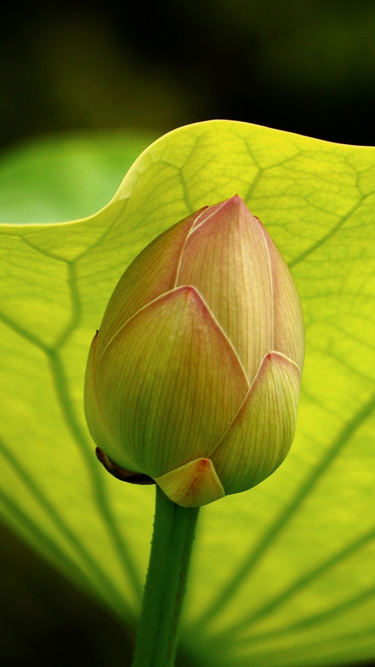 Download mobile wallpaper Flowers, Lotus, Earth for free.