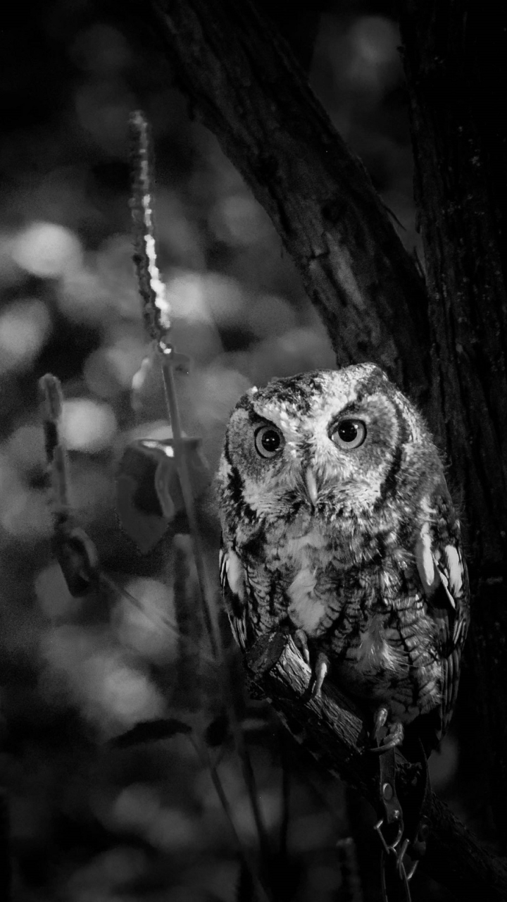 Download mobile wallpaper Birds, Owl, Bird, Animal, Bokeh, Black & White for free.