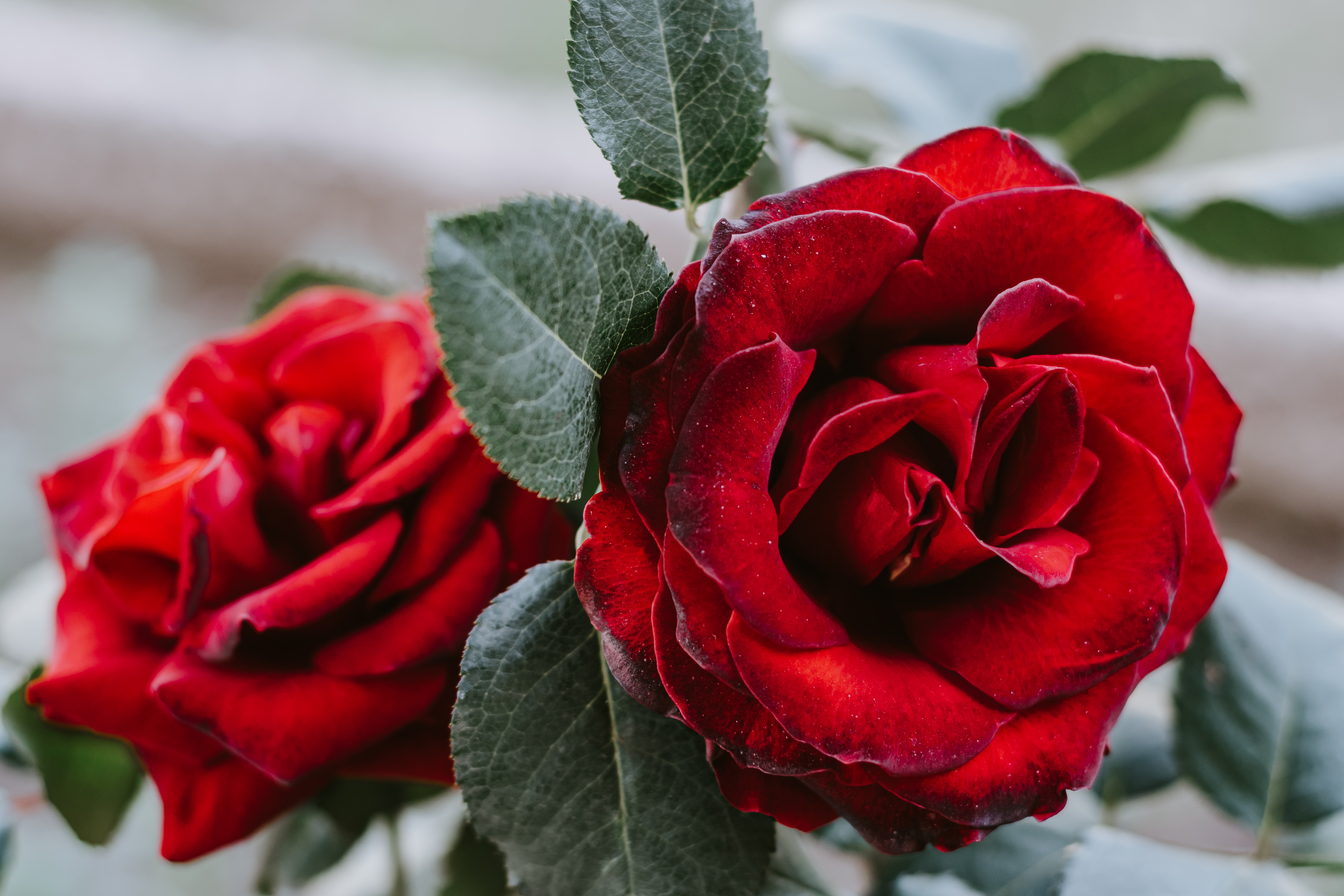 Laden Sie das Rose, Blume, Nahaufnahme, Blumen-Bild kostenlos auf Ihren PC-Desktop herunter