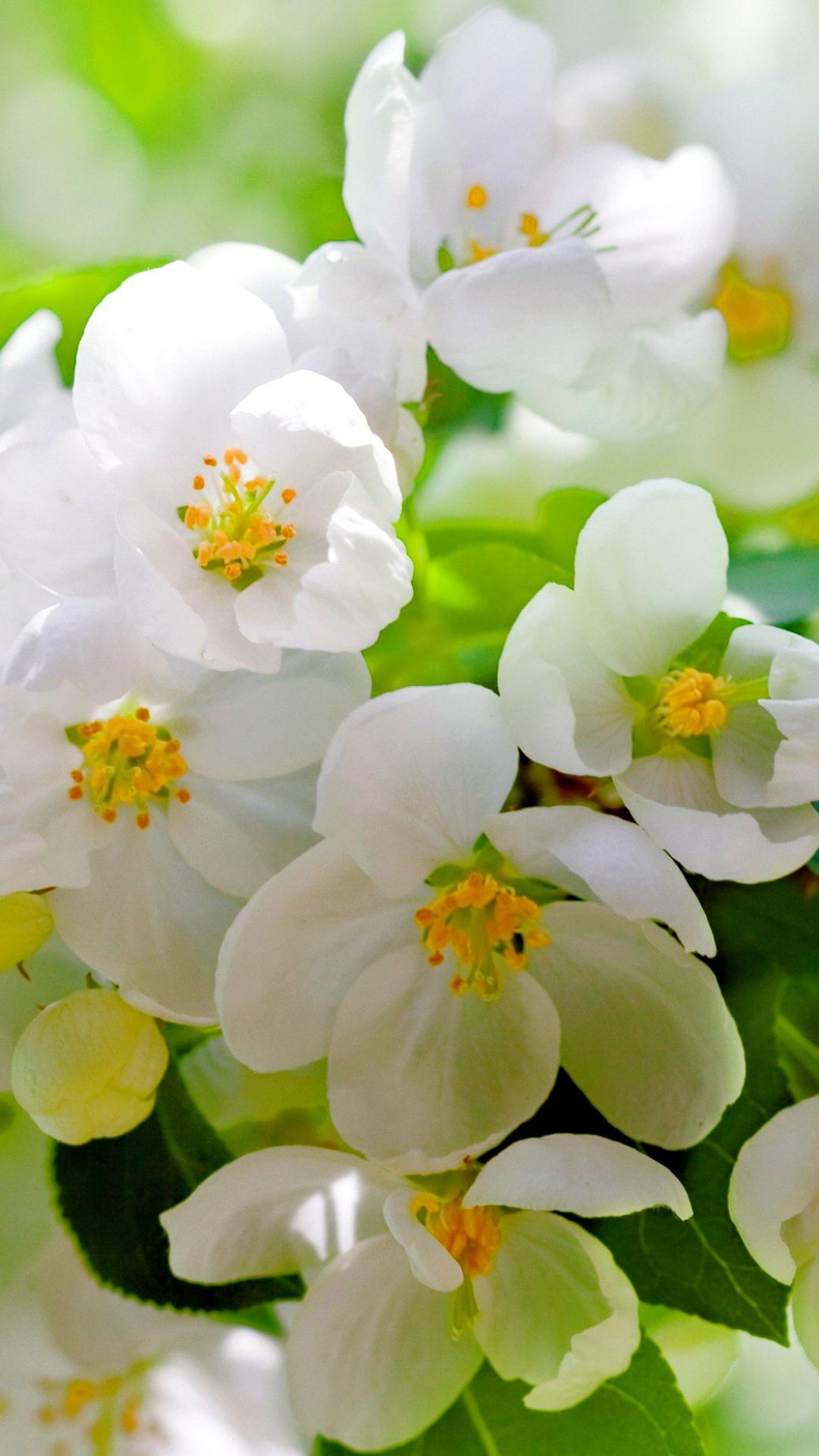 Baixar papel de parede para celular de Flores, Flor, Floração, Terra, Primavera, Flor Branca, Terra/natureza gratuito.
