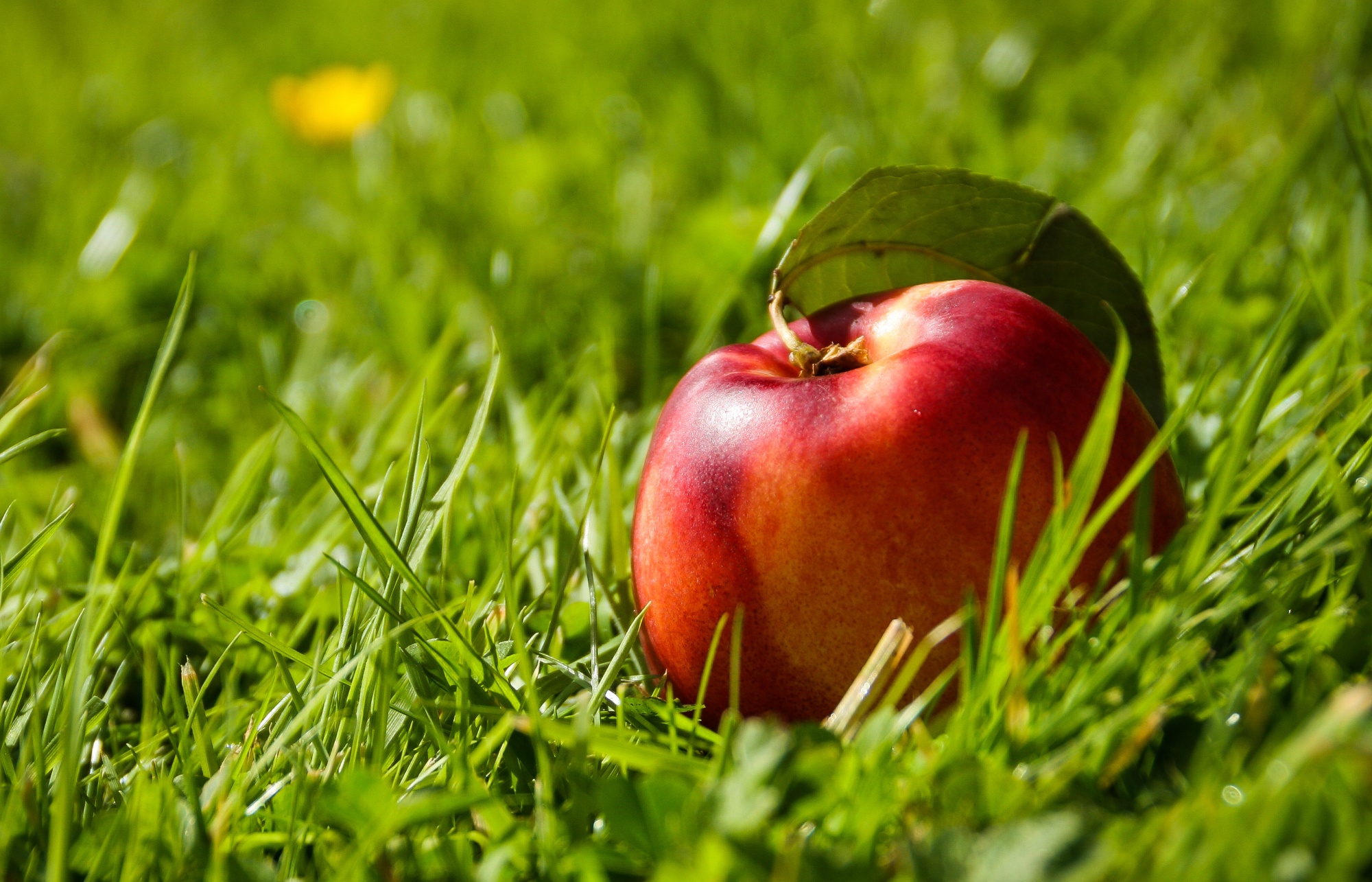 Free download wallpaper Fruits, Food, Grass, Apple, Fruit on your PC desktop