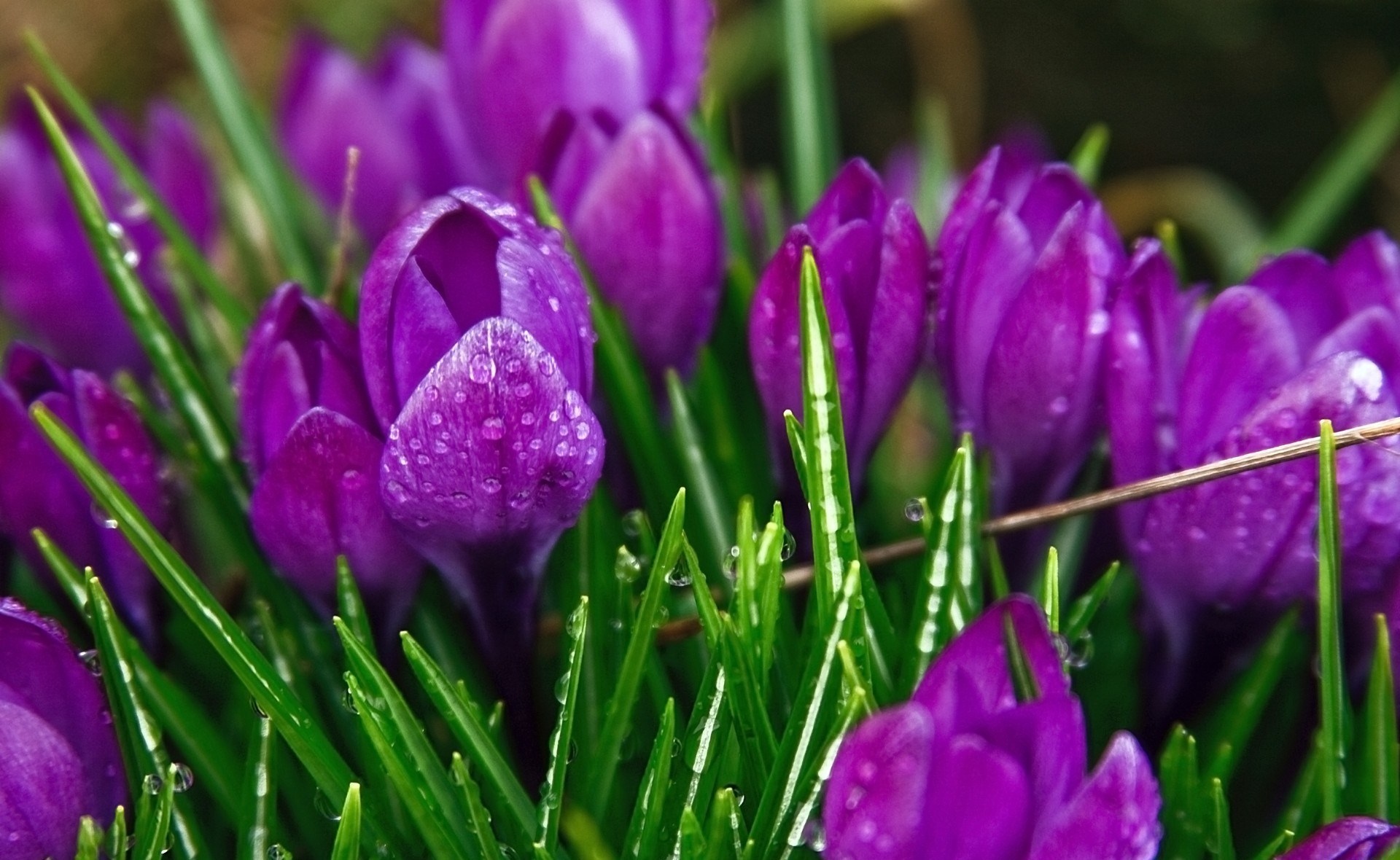 PCデスクトップにフラワーズ, 花, 地球, クロッカス, 紫色の花画像を無料でダウンロード