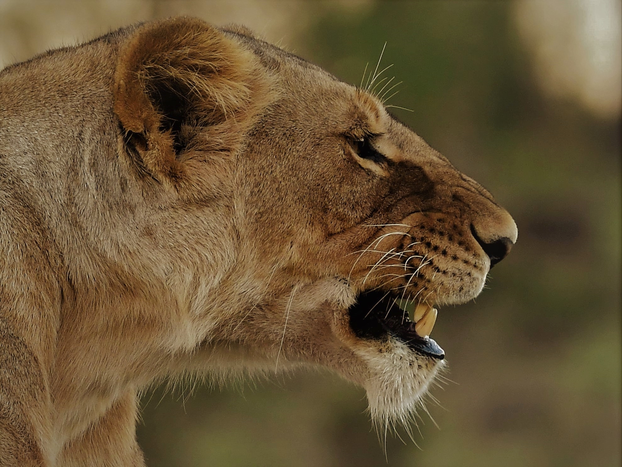 506541 Bildschirmschoner und Hintergrundbilder Masai Mara Nationalreservat auf Ihrem Telefon. Laden Sie  Bilder kostenlos herunter