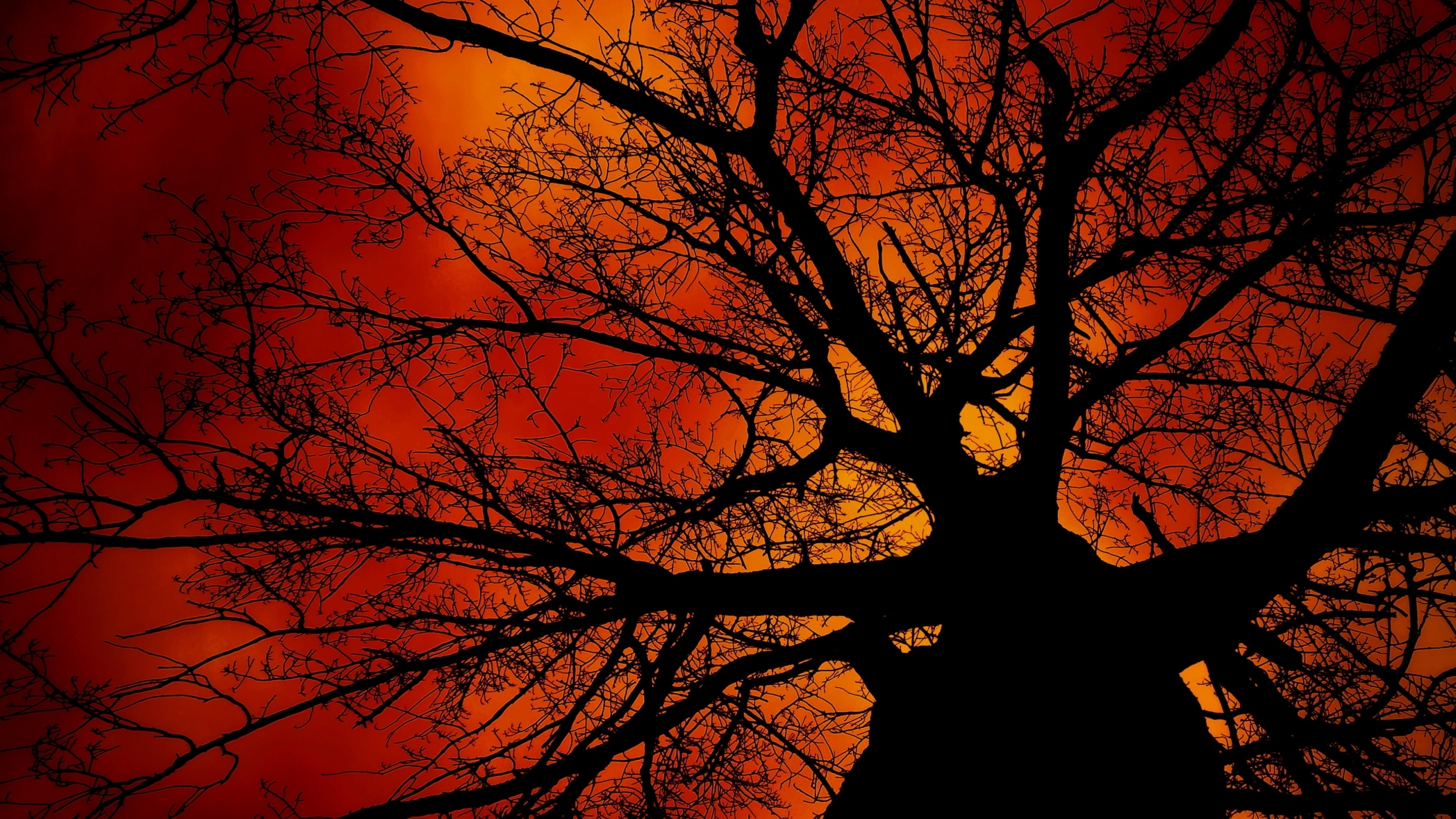 Скачать обои бесплатно Деревья, Закат, Небо, Осень, Силуэт, Дерево, Земля/природа, Оранжевый Цвет) картинка на рабочий стол ПК