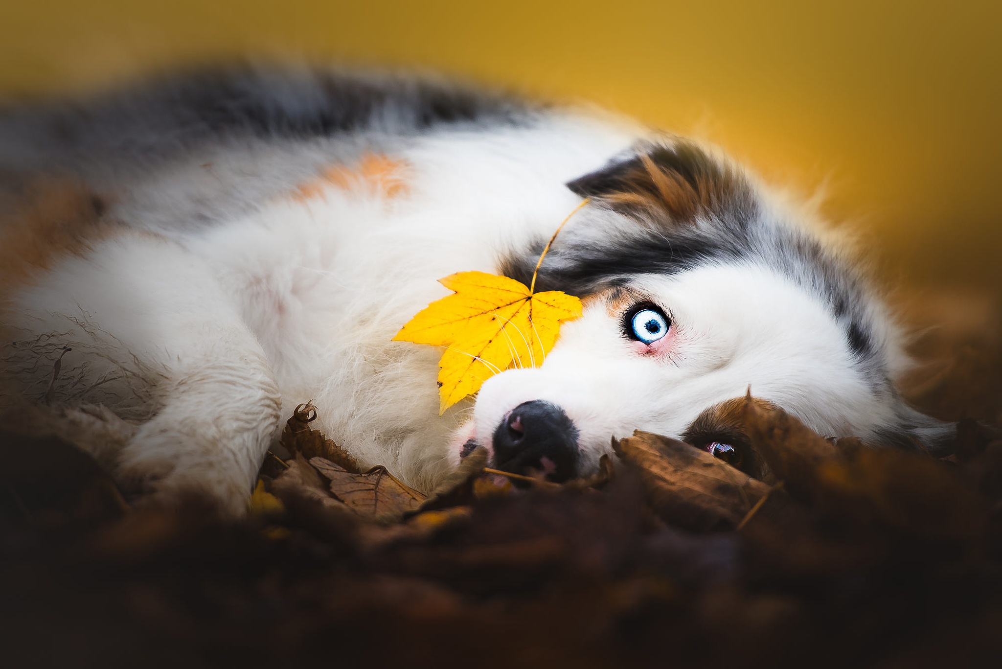 Download mobile wallpaper Dogs, Dog, Leaf, Fall, Animal, Australian Shepherd for free.