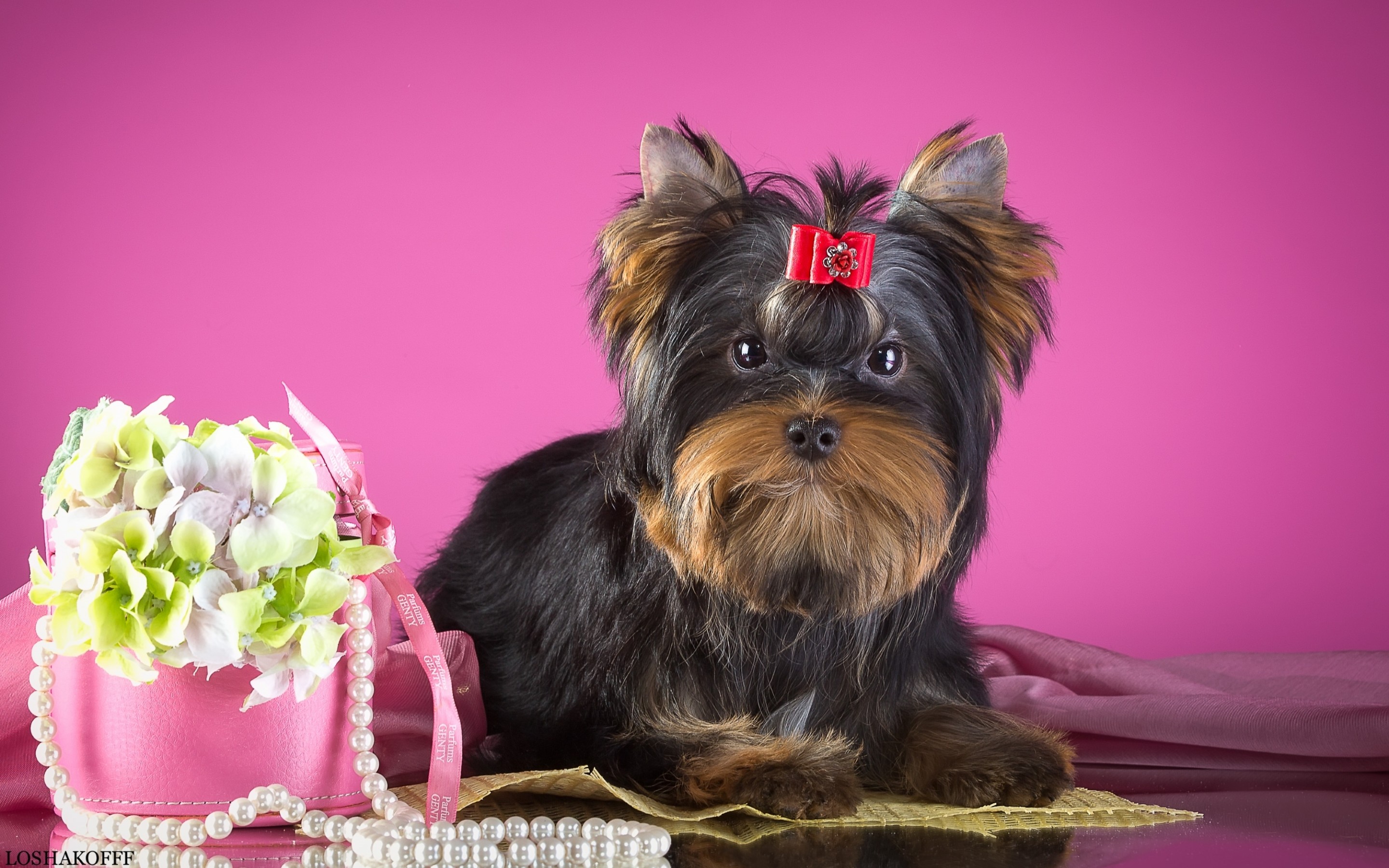 Laden Sie das Tiere, Hunde, Hund, Welpen, Yorkshire Terrier-Bild kostenlos auf Ihren PC-Desktop herunter