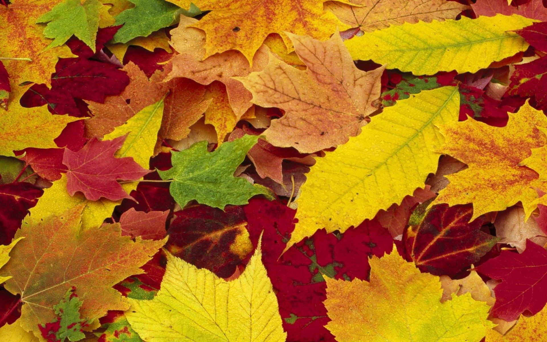 51470 скачать картинку листья, осень, палитра, природа, желтые, зеленые, красные, цвета, ассорти - обои и заставки бесплатно