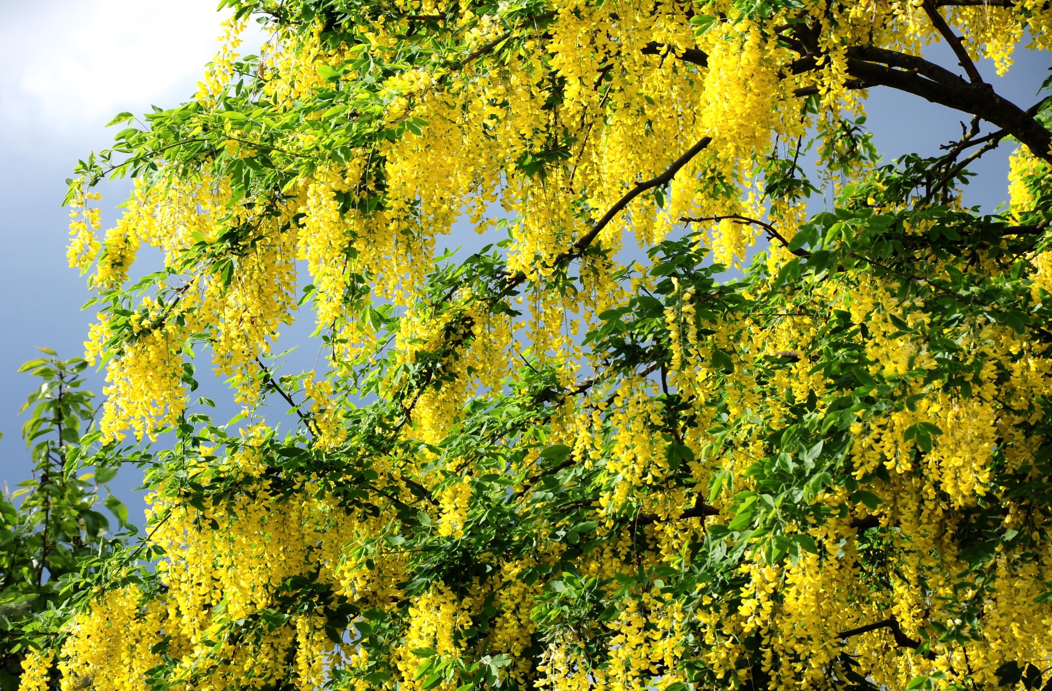 flowers, yellow, wood, tree, branches, bloom, flowering, greens, acacia