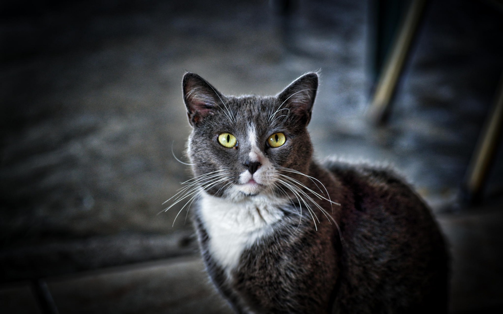 Baixar papel de parede para celular de Gato, Gatos, Animais gratuito.