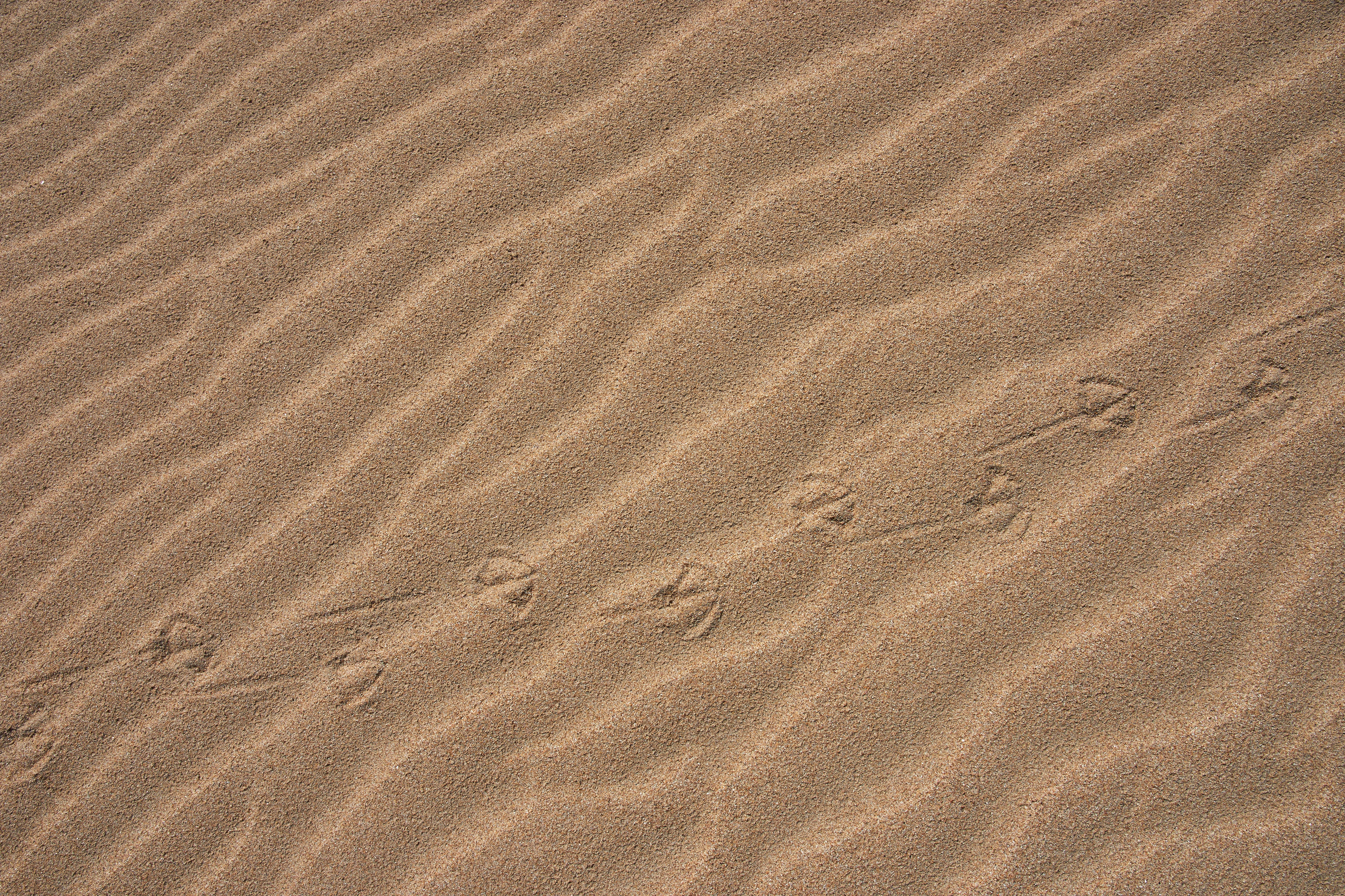 sand, desert, miscellanea, miscellaneous, traces HD wallpaper
