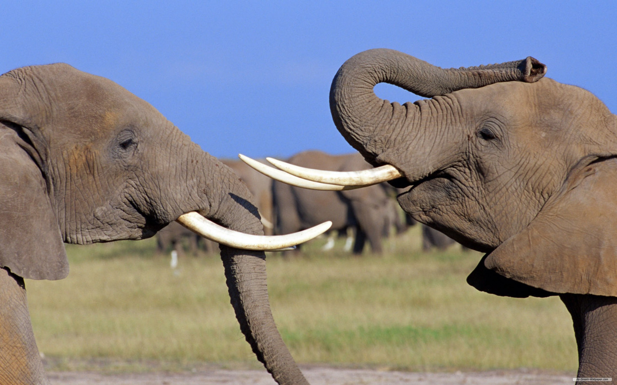 175259 скачать обои слоны, животные, африканский слон - заставки и картинки бесплатно
