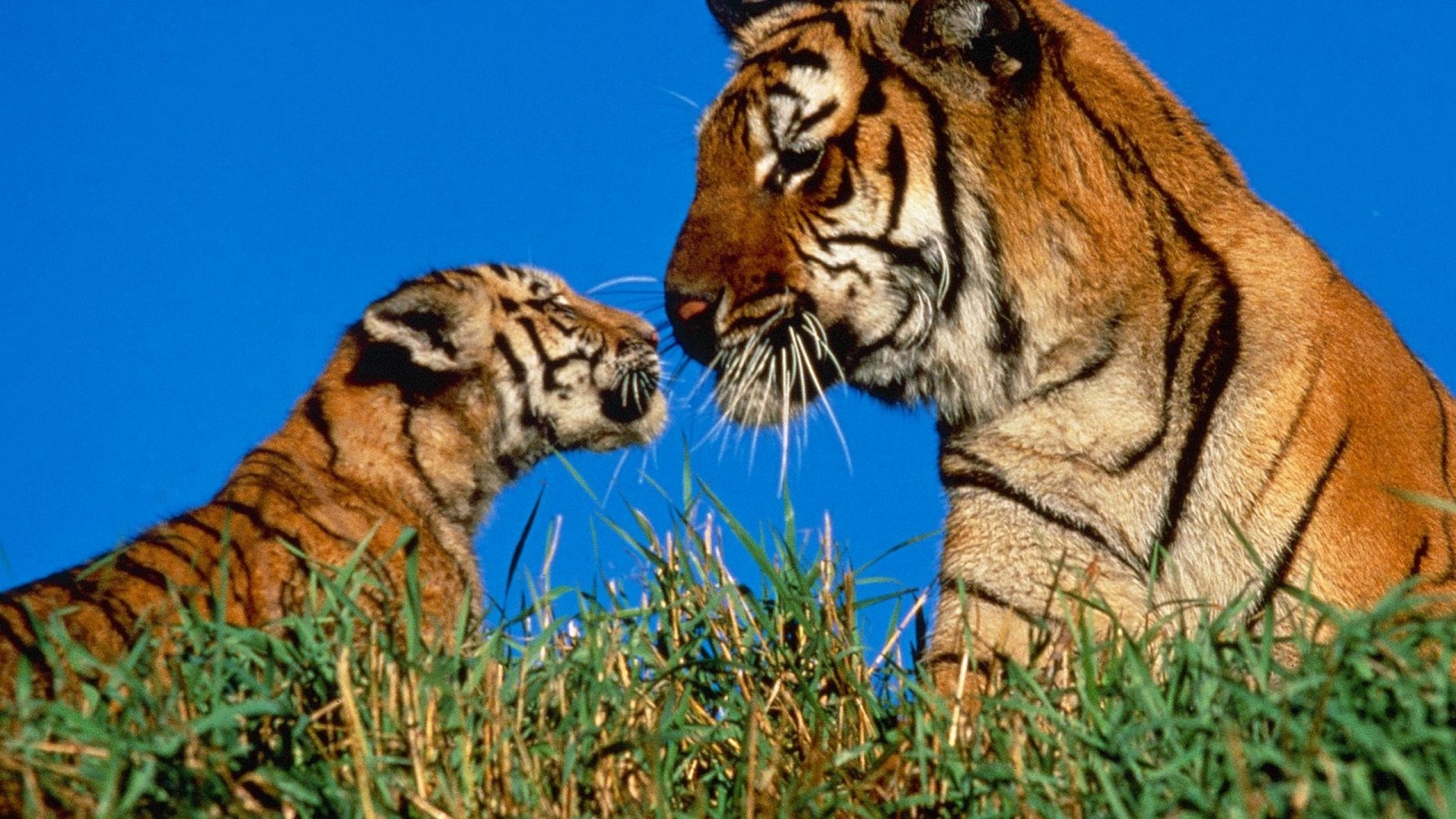 Téléchargez des papiers peints mobile Animaux, Chats, Tigre gratuitement.