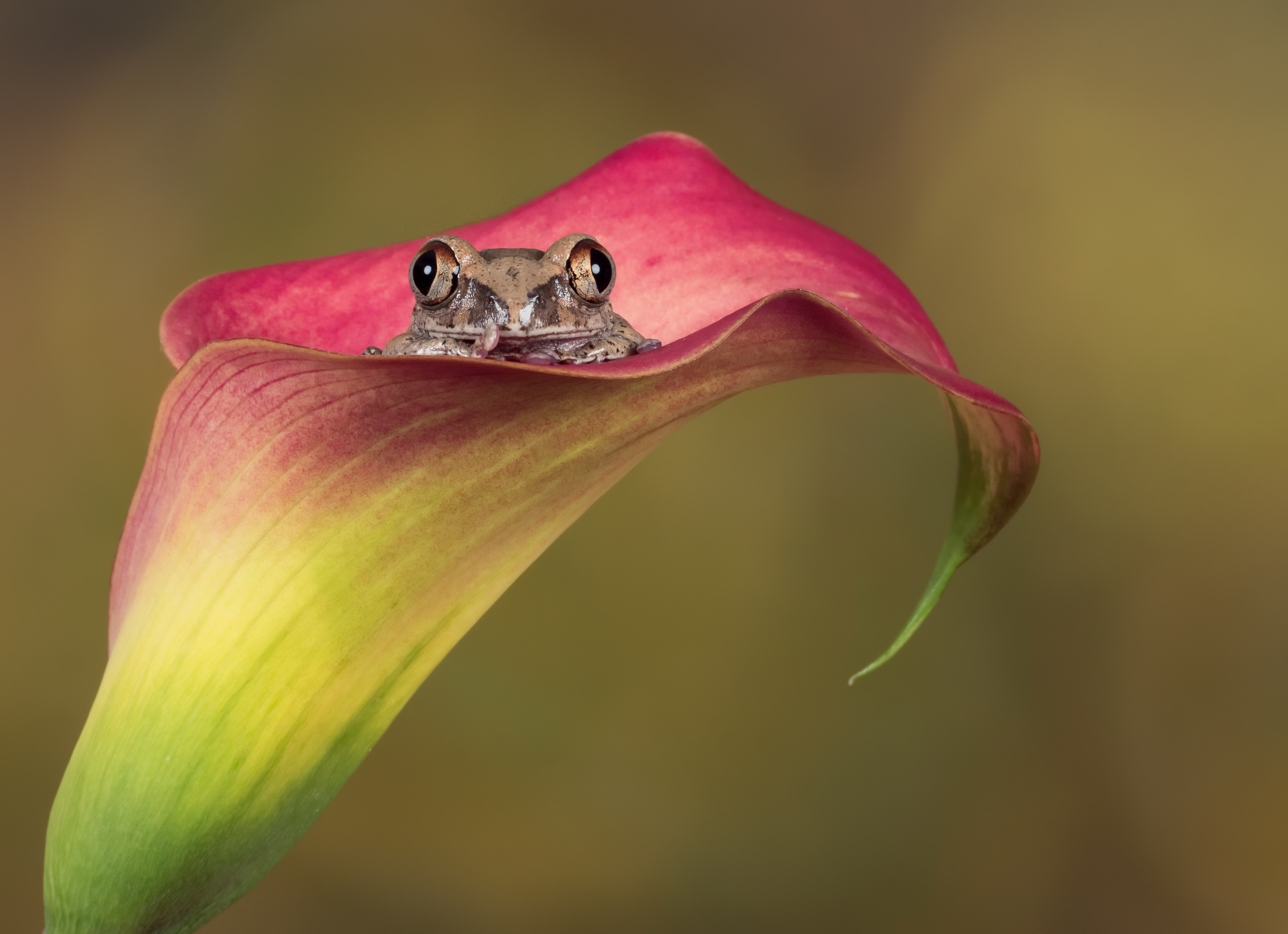 Download mobile wallpaper Frogs, Flower, Animal, Frog, Amphibian, Calla Lily for free.
