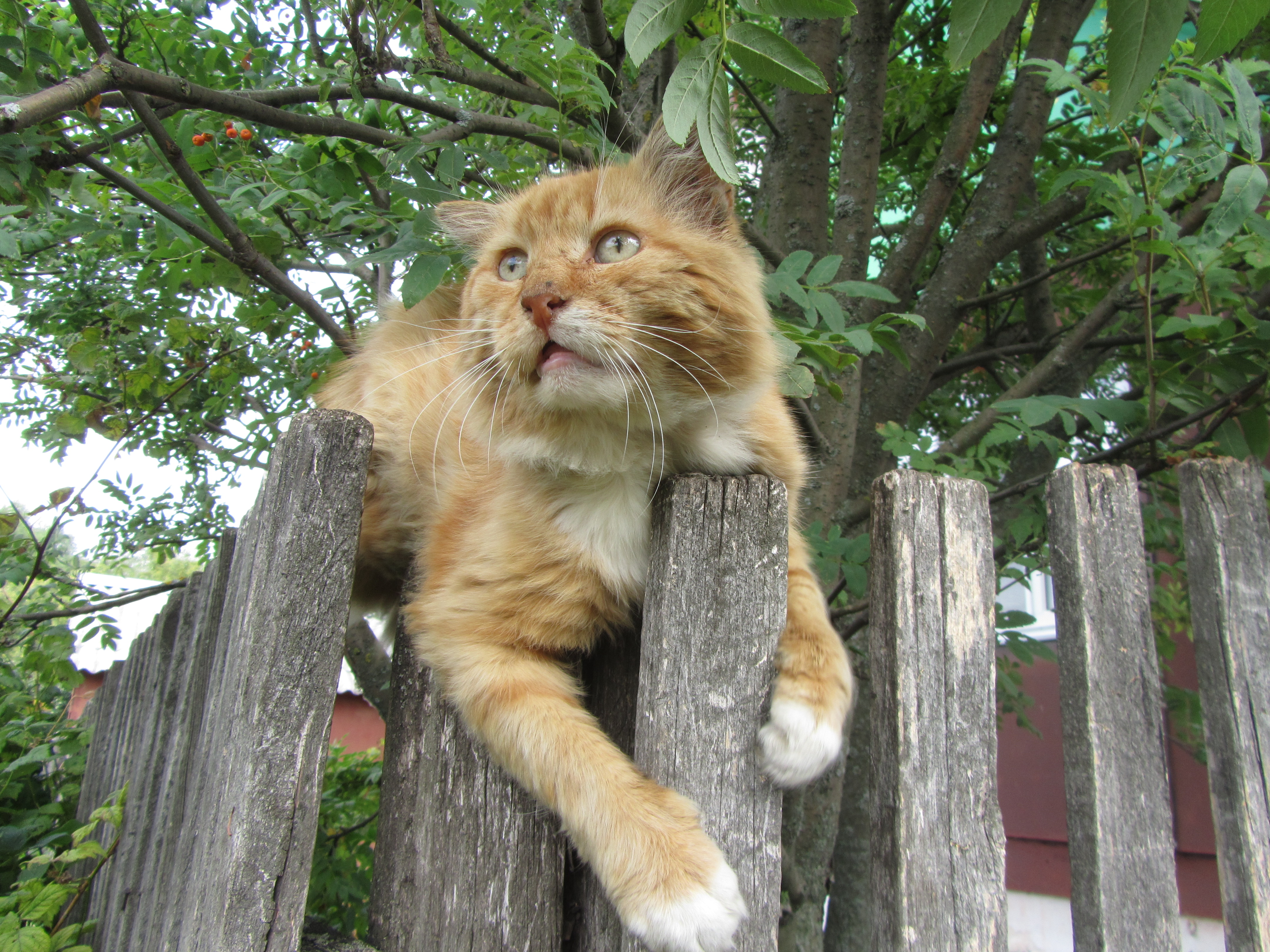 Baixar papel de parede para celular de Animais, Gato gratuito.