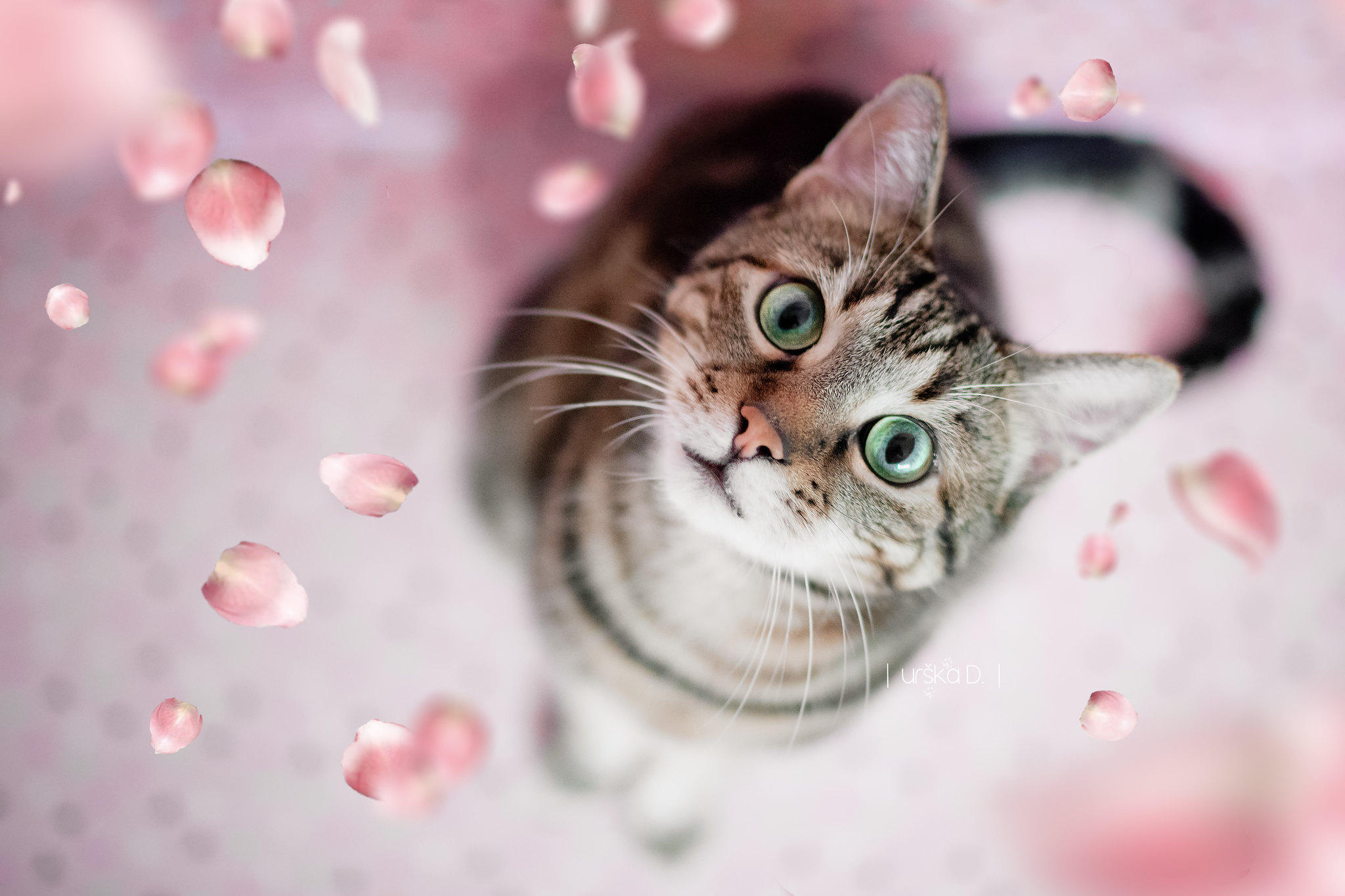 Free download wallpaper Cats, Cat, Animal, Cute, Green Eyes on your PC desktop