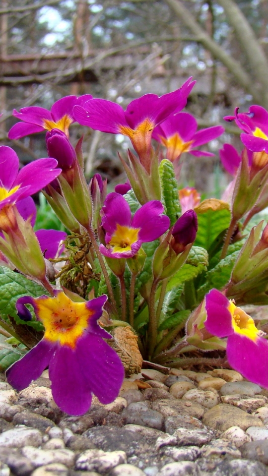 Descarga gratuita de fondo de pantalla para móvil de Flores, Flor, Tierra/naturaleza.