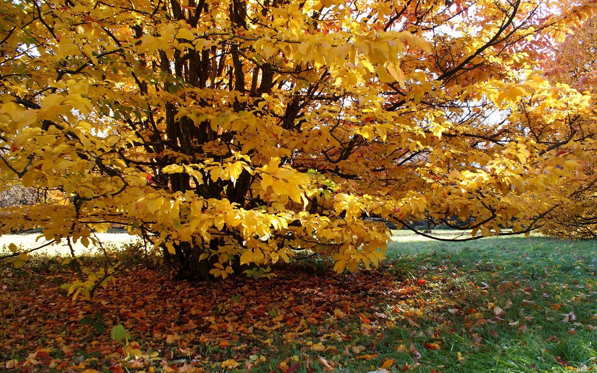 156644 descargar imagen hojas, naturaleza, otoño, amarillo, madera, árbol, pequeña casa, logia, pista, patio, hiedra: fondos de pantalla y protectores de pantalla gratis