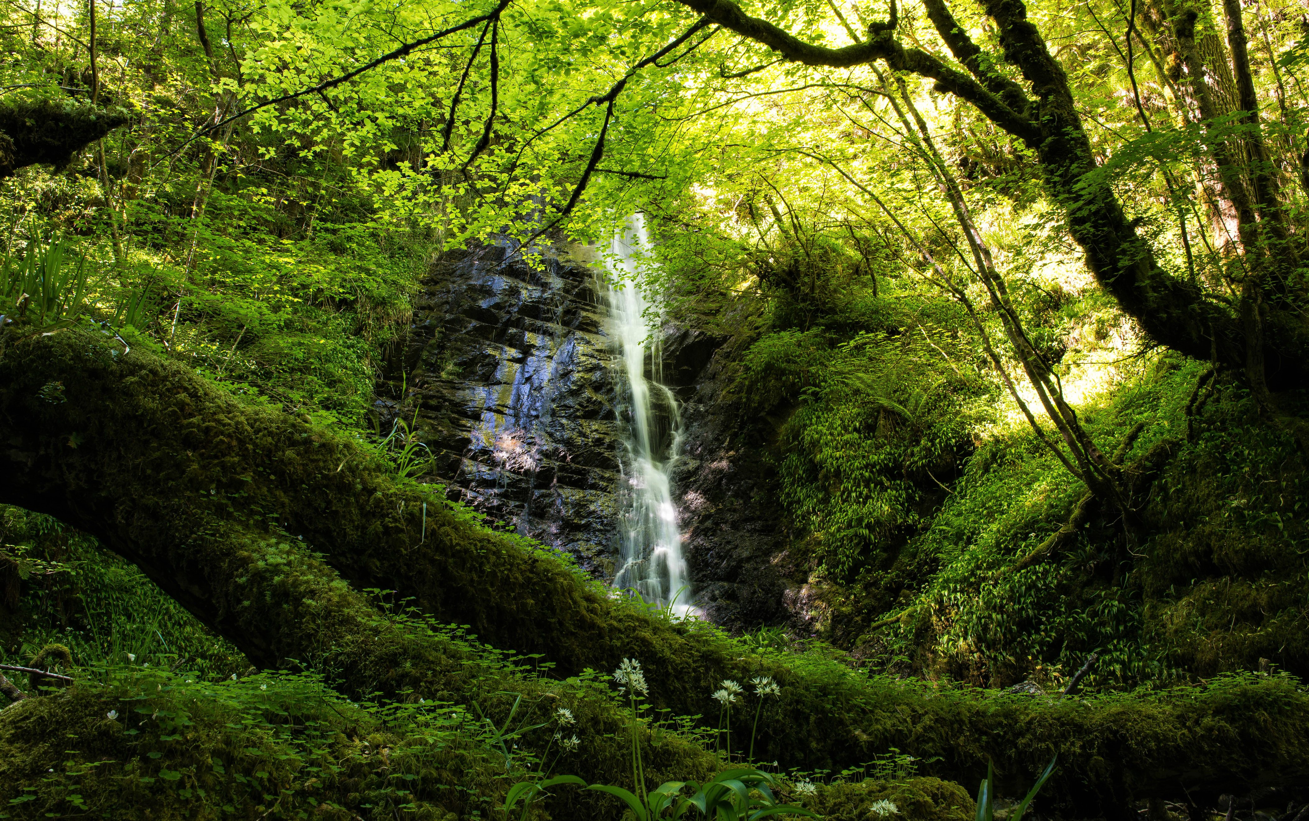 Download mobile wallpaper Waterfalls, Waterfall, Forest, Earth, Scotland, Greenery for free.