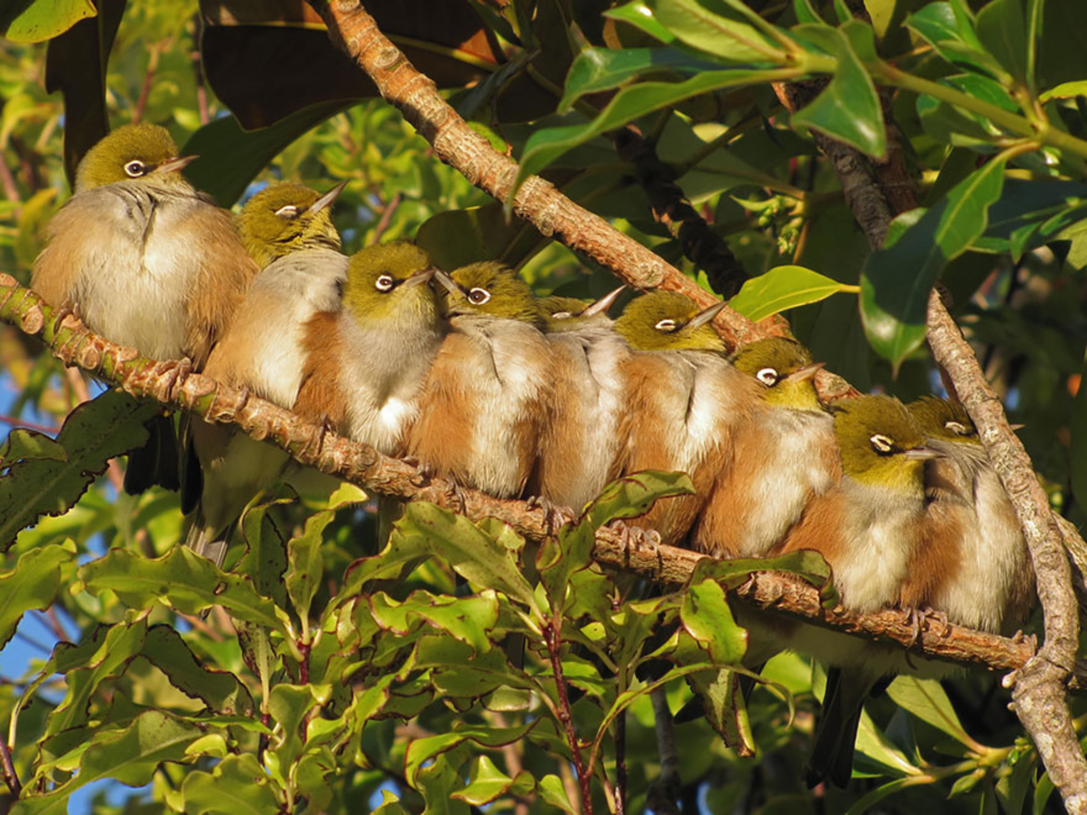 Téléchargez des papiers peints mobile Animaux, Oiseau gratuitement.