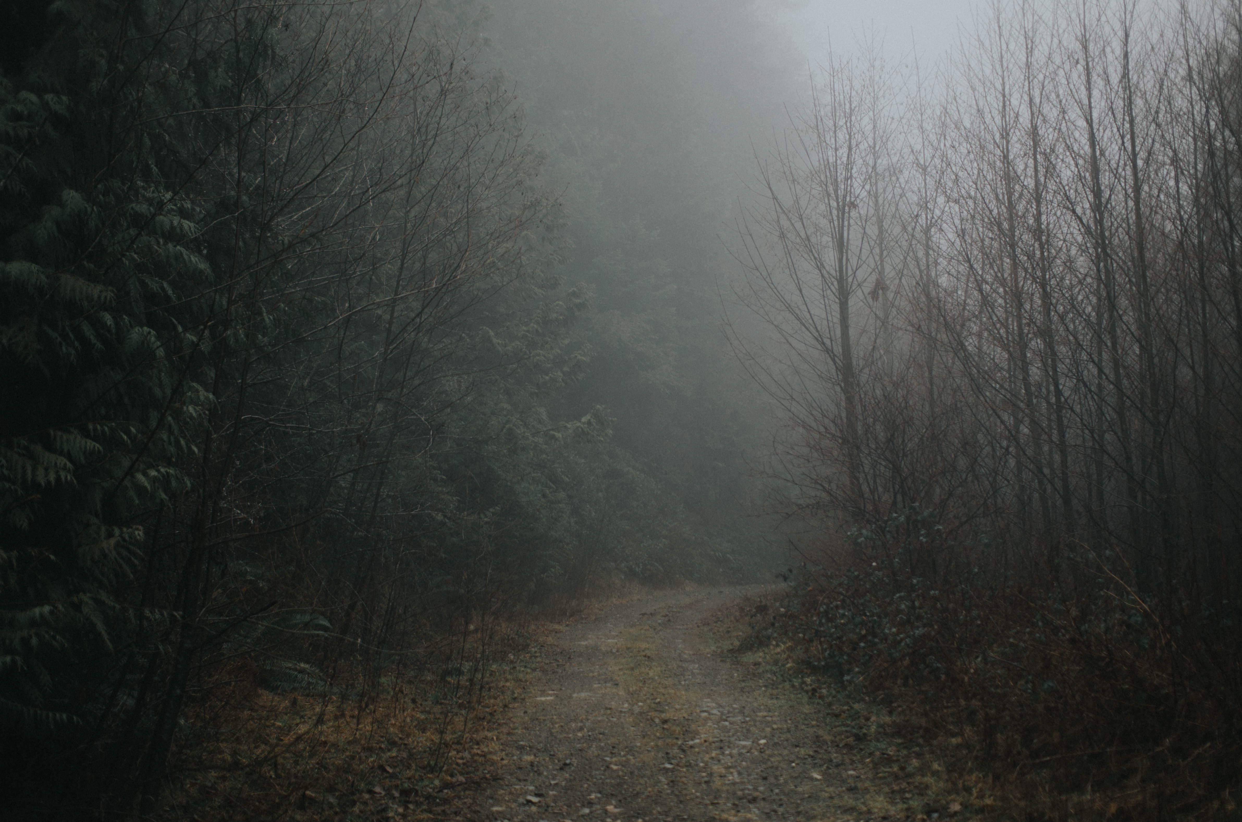 Laden Sie das Straße, Wende, Drehen, Nebel, Natur, Wald-Bild kostenlos auf Ihren PC-Desktop herunter
