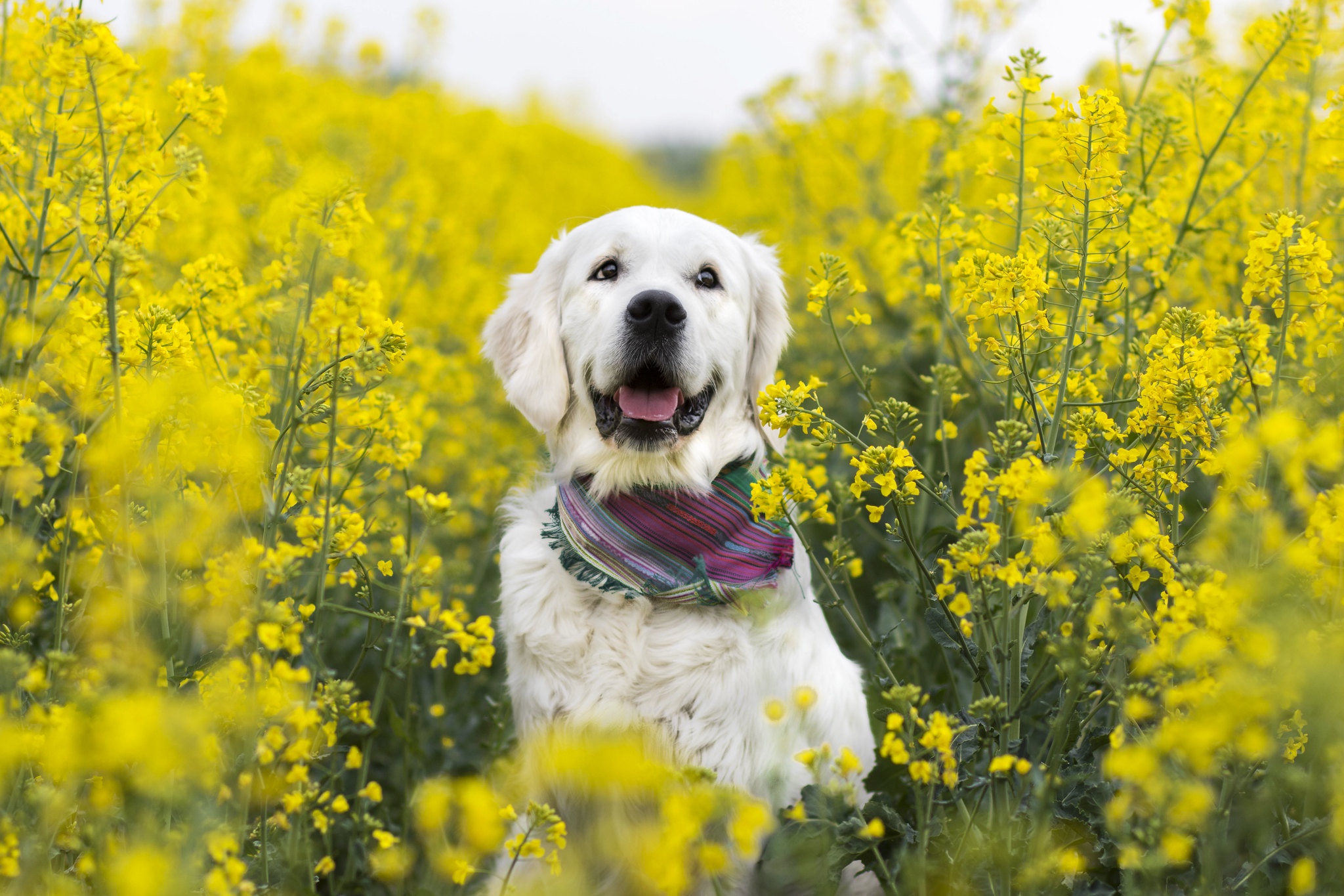 無料モバイル壁紙動物, 犬, ラブラドール・レトリバー, 黄色い花, 菜種をダウンロードします。