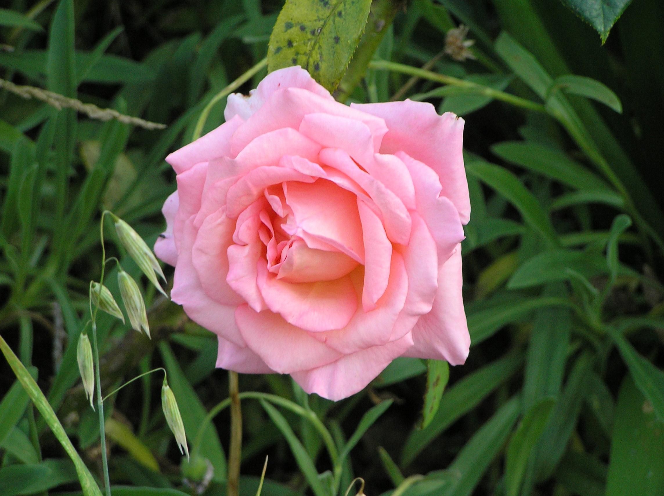 Téléchargez gratuitement l'image Fleurs, Rose, Terre/nature sur le bureau de votre PC