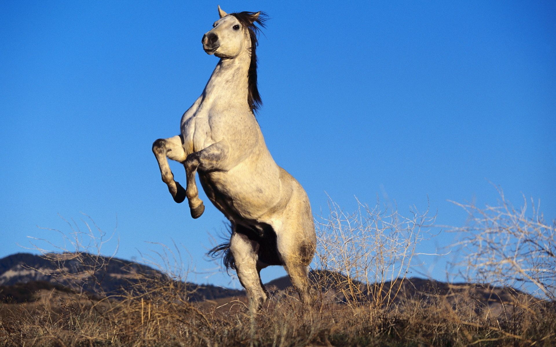 96002 скачать обои серая лошадь, животные, степь, копыта - заставки и картинки бесплатно