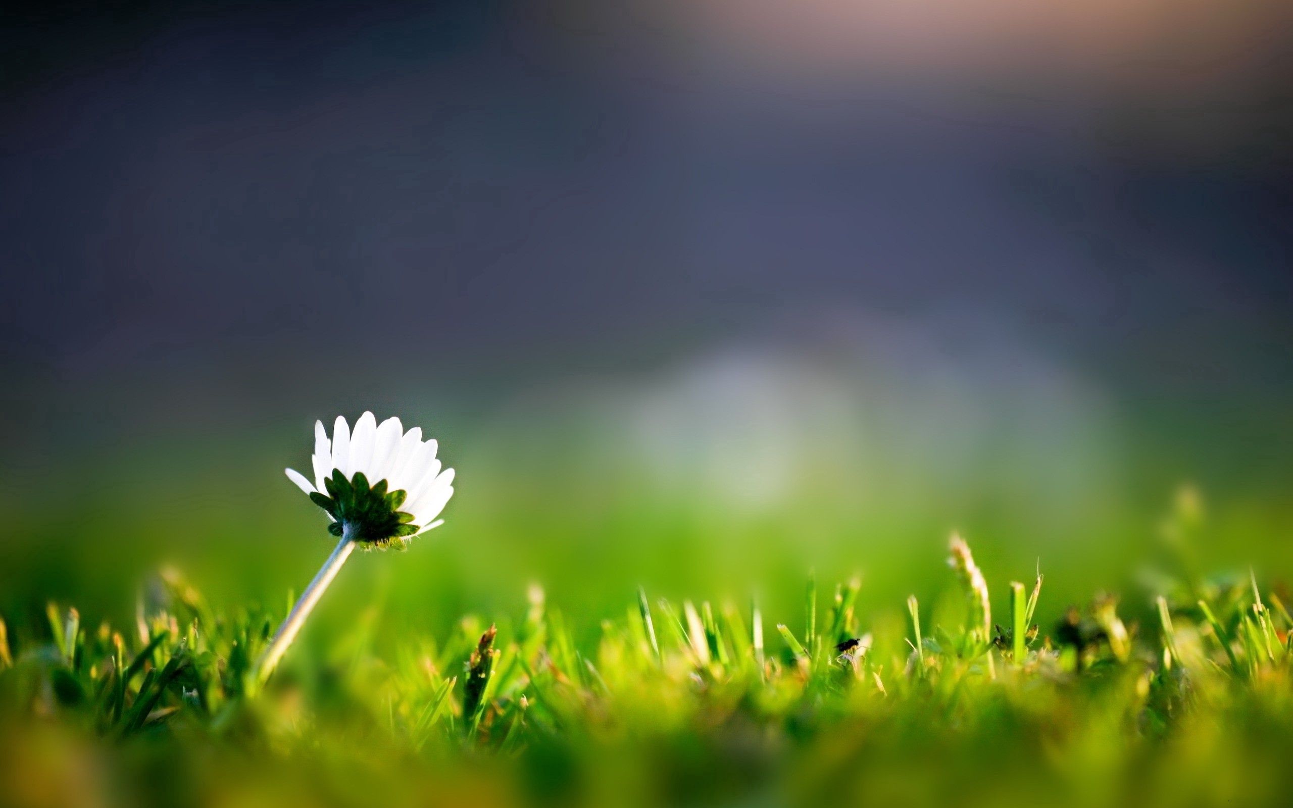 Laden Sie das Grass, Blütenblätter, Blume, Makro-Bild kostenlos auf Ihren PC-Desktop herunter