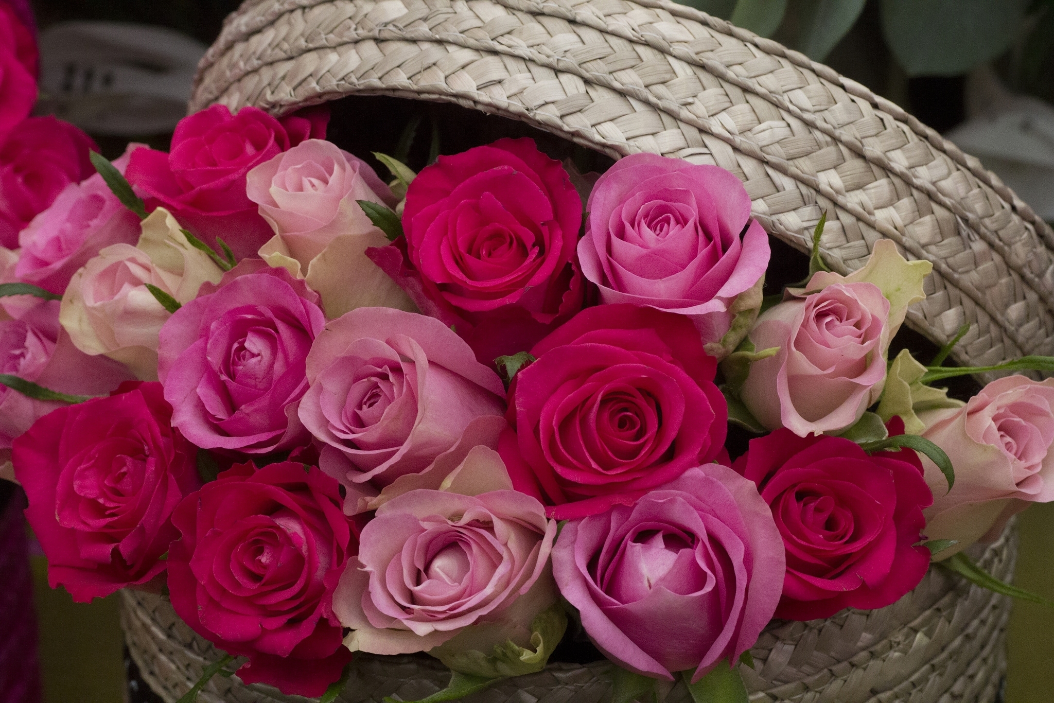 Handy-Wallpaper Blumen, Blume, Rose, Erde/natur, Pinke Blume, Pinke Rose kostenlos herunterladen.