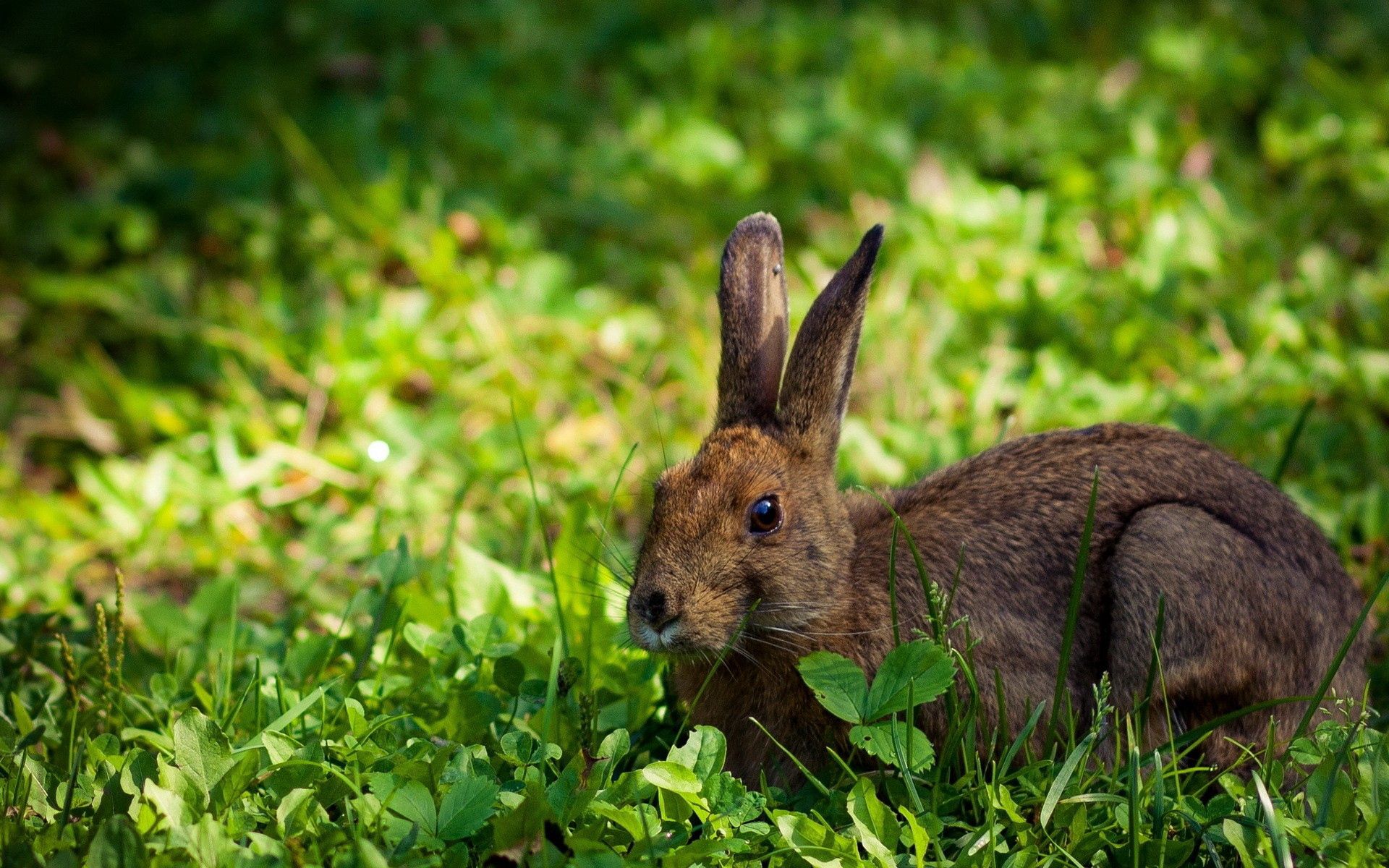 to lie down, lie, animals, grass, hide, rabbit, hare Full HD