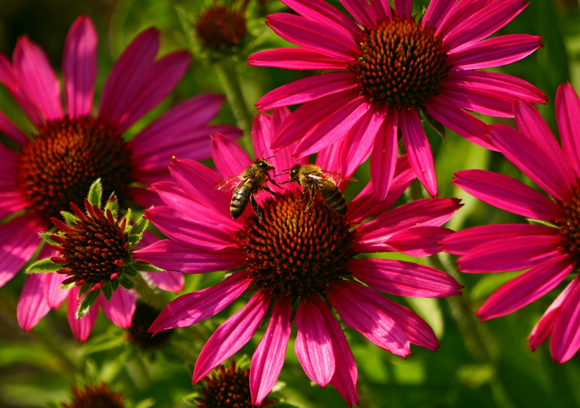 Free download wallpaper Insects, Bee, Animal on your PC desktop