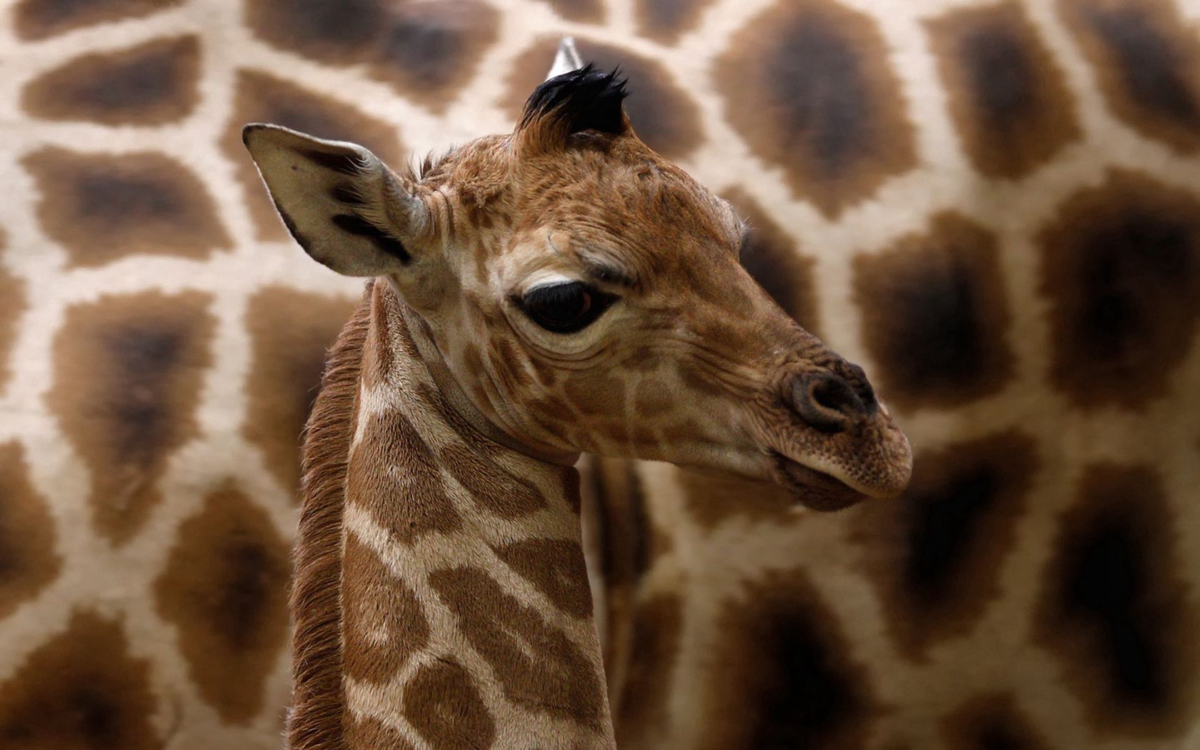 animals, muzzle, spotted, spotty, giraffe Full HD