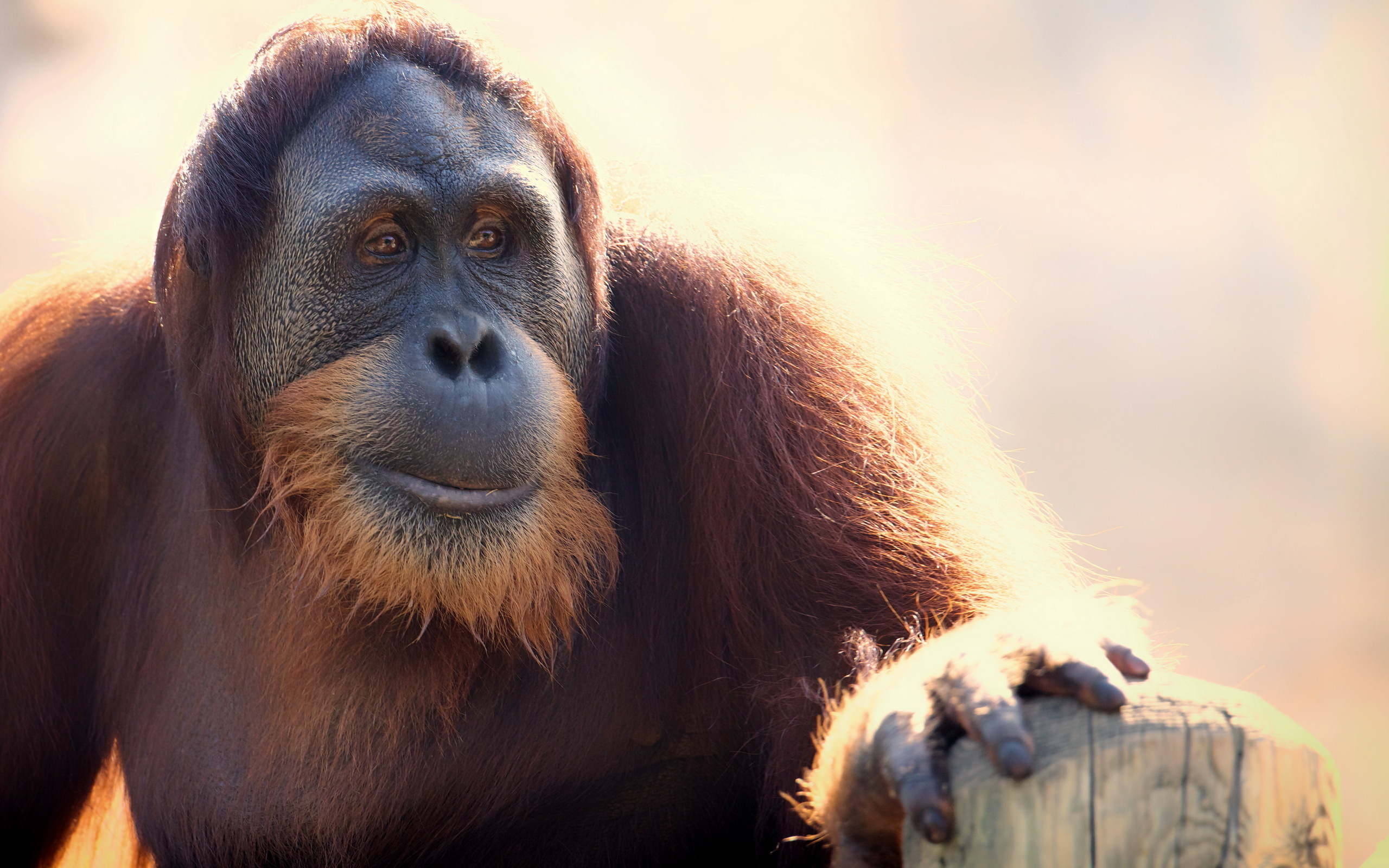 266824 télécharger le fond d'écran animaux, orang outan, primate, zoo, singes - économiseurs d'écran et images gratuitement
