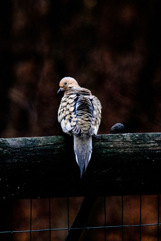 Handy-Wallpaper Tiere, Vögel, Vogel kostenlos herunterladen.