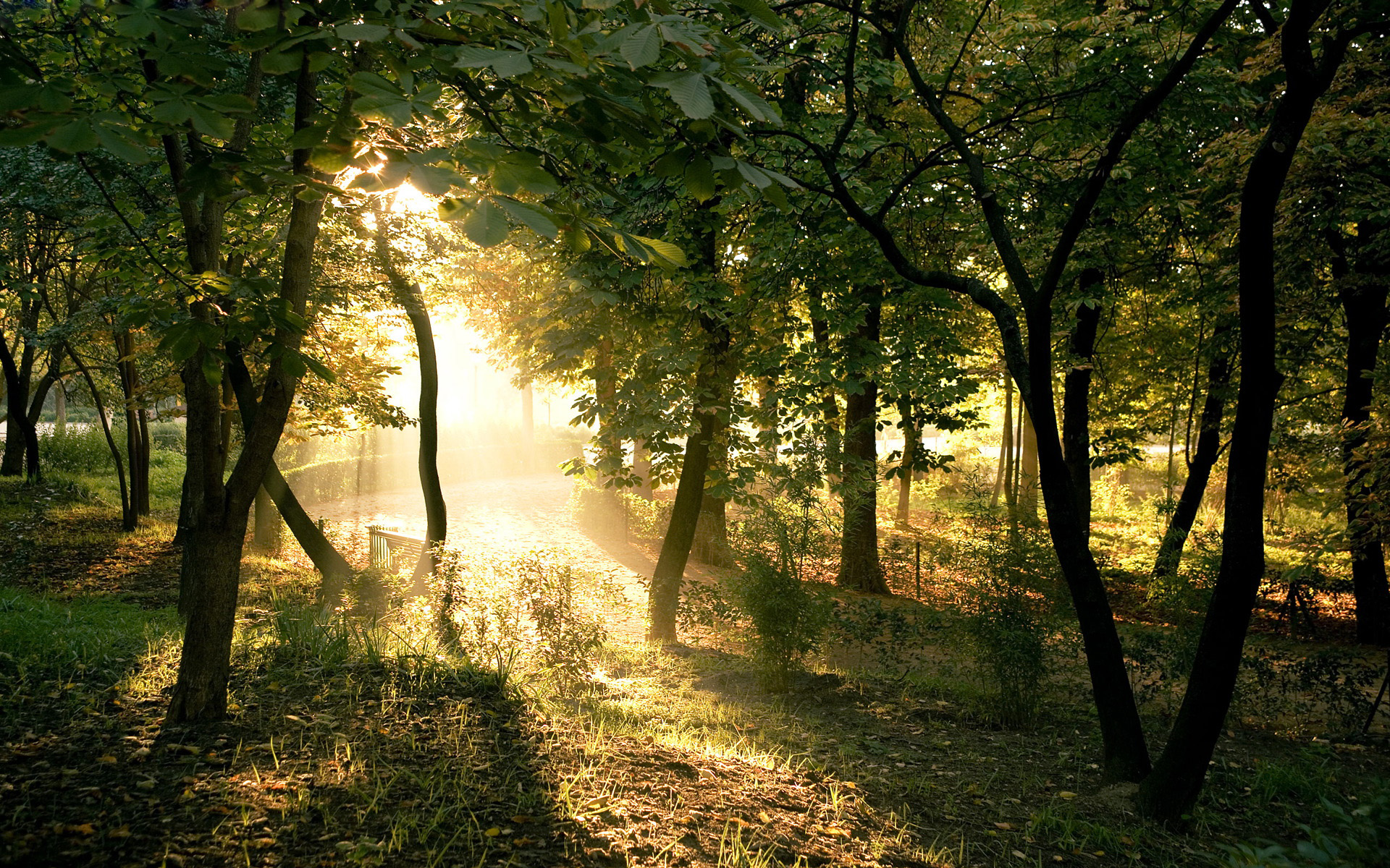 Baixar papel de parede para celular de Floresta, Terra/natureza gratuito.