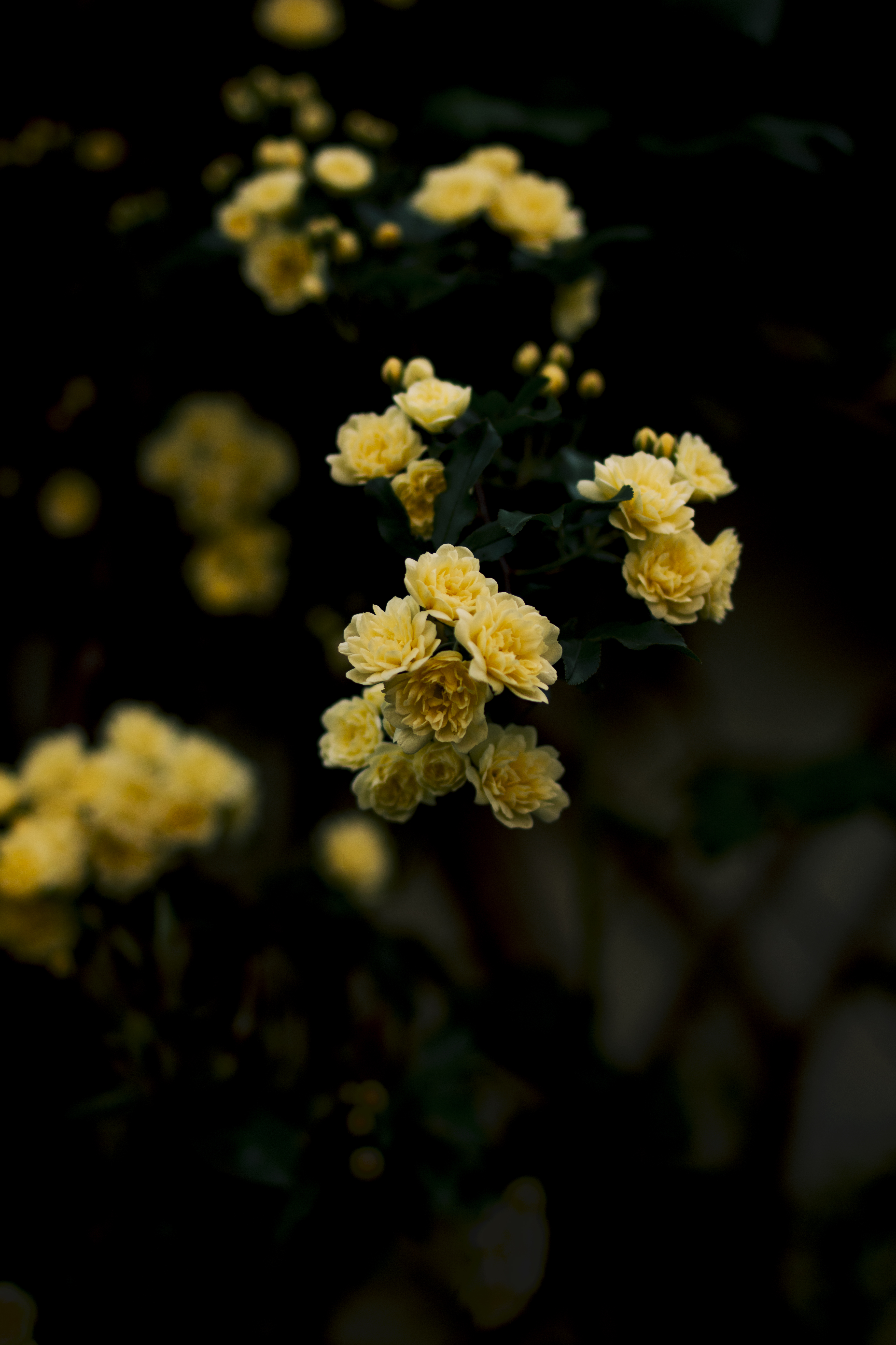 roses, flowers, bush, yellow, blur, smooth Desktop Wallpaper