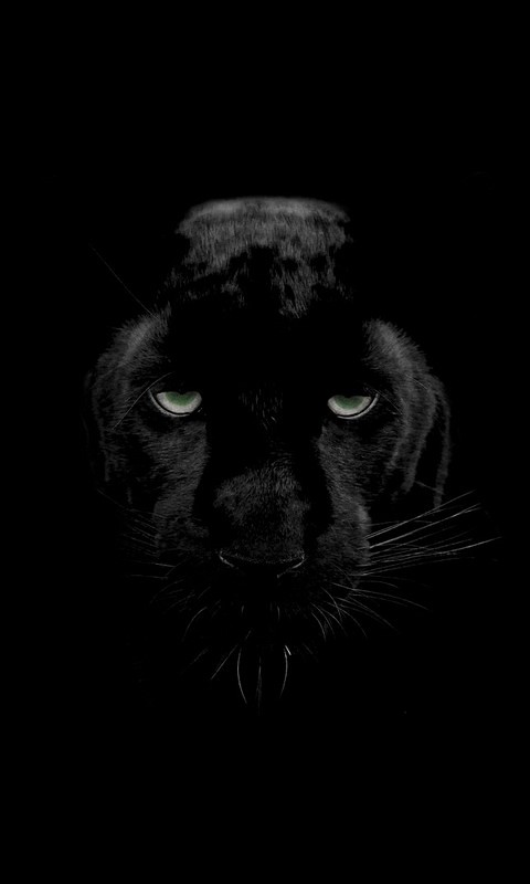 Descarga gratuita de fondo de pantalla para móvil de Animales, Gatos, Pantera Negra.