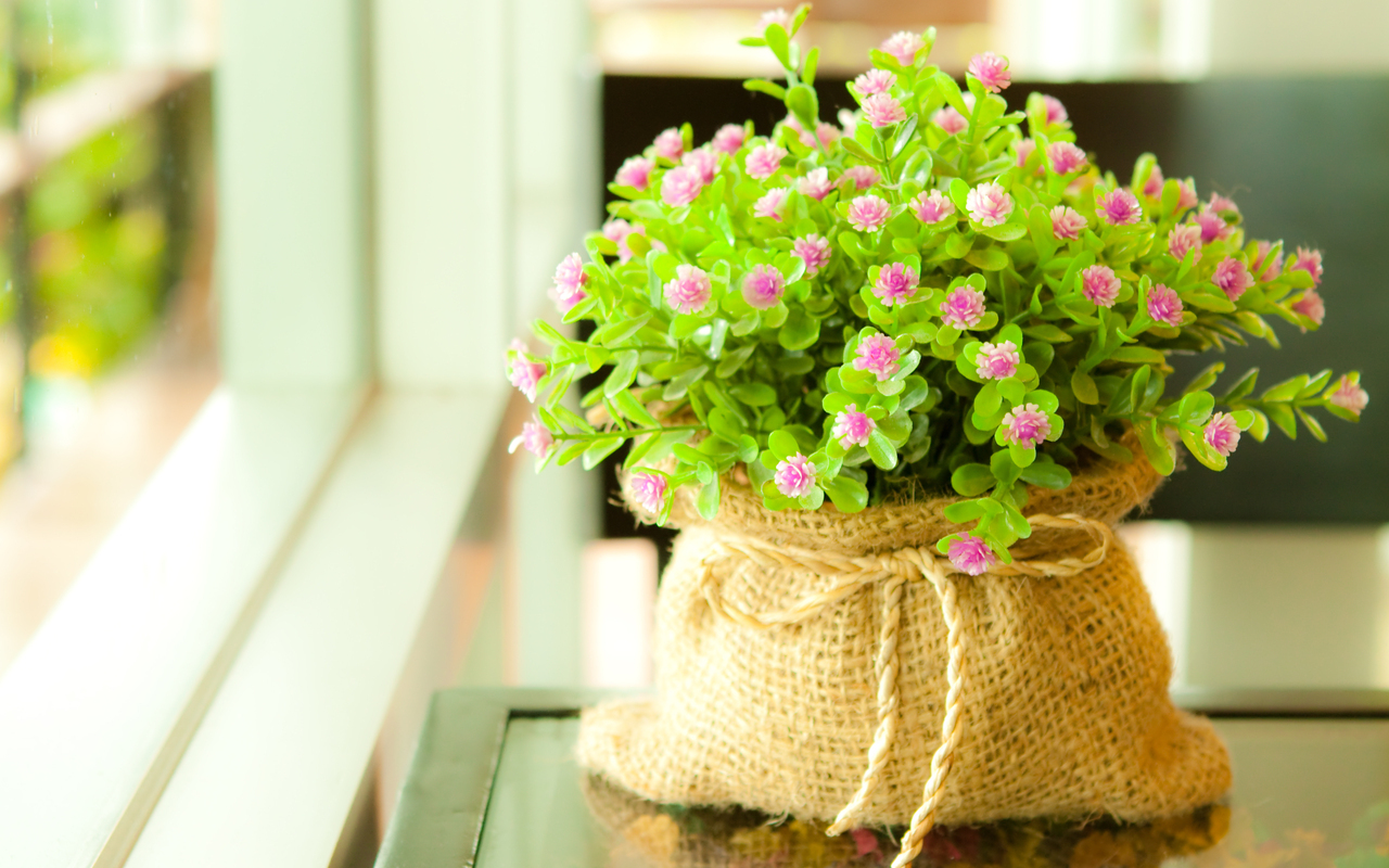 Téléchargez des papiers peints mobile Plantes, Fleurs, Bouquets gratuitement.