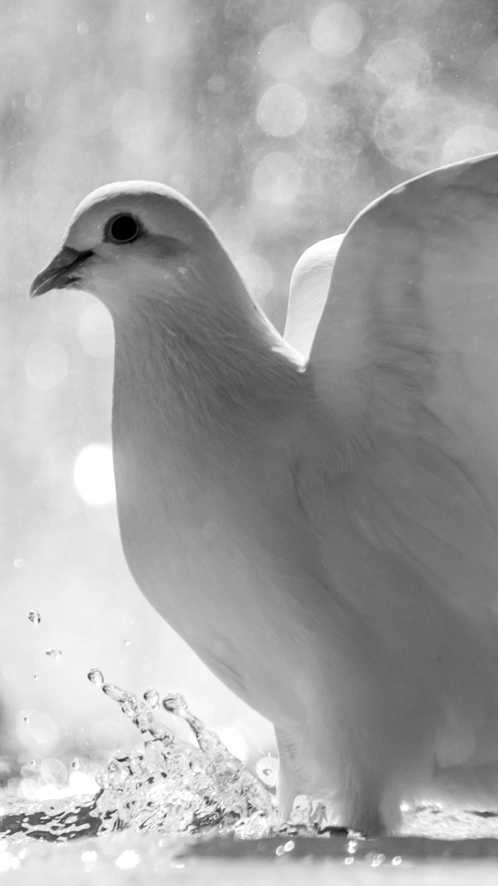Download mobile wallpaper Dove, Birds, Animal for free.