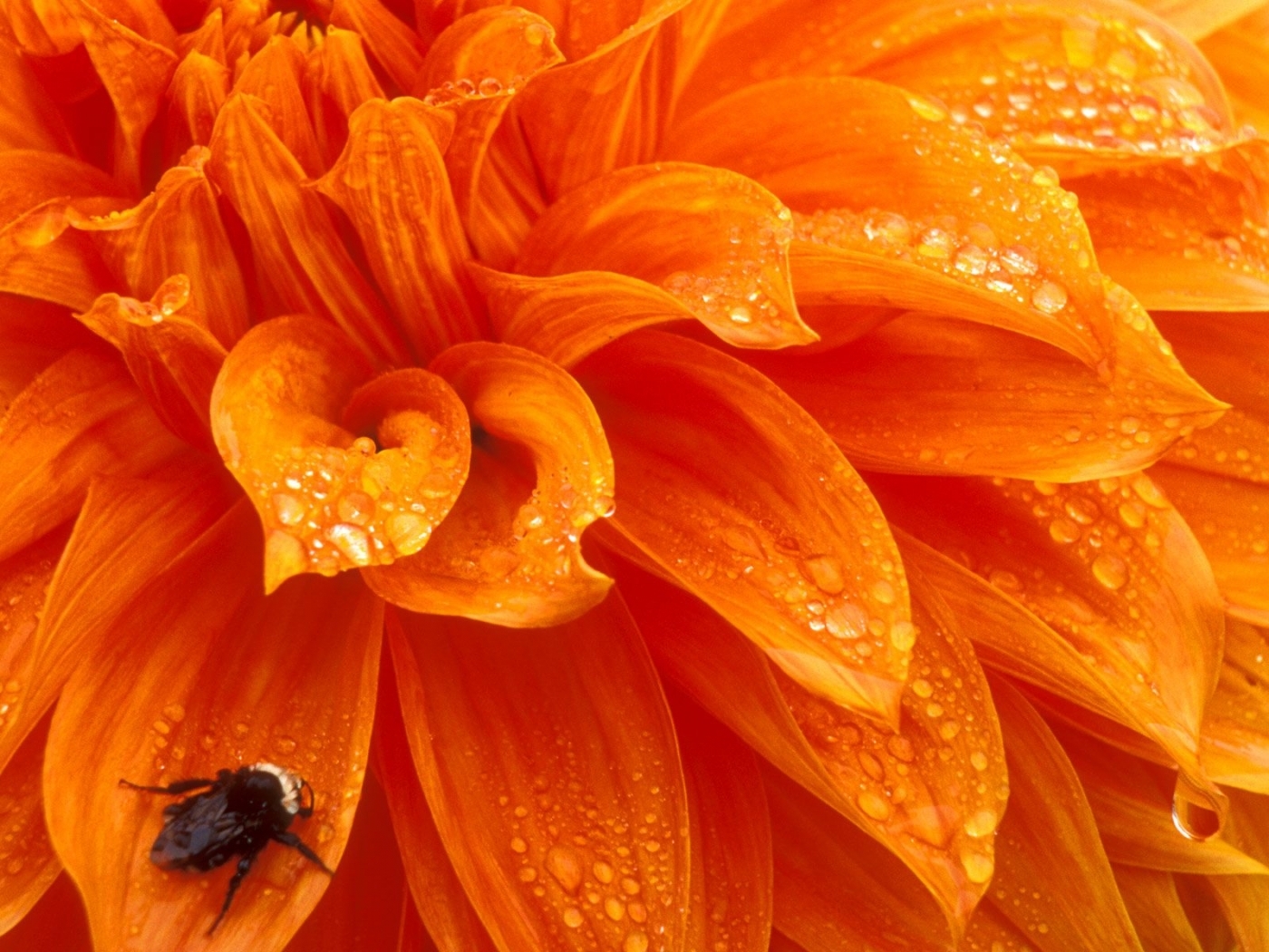 Laden Sie das Pflanzen, Blumen, Insekten-Bild kostenlos auf Ihren PC-Desktop herunter